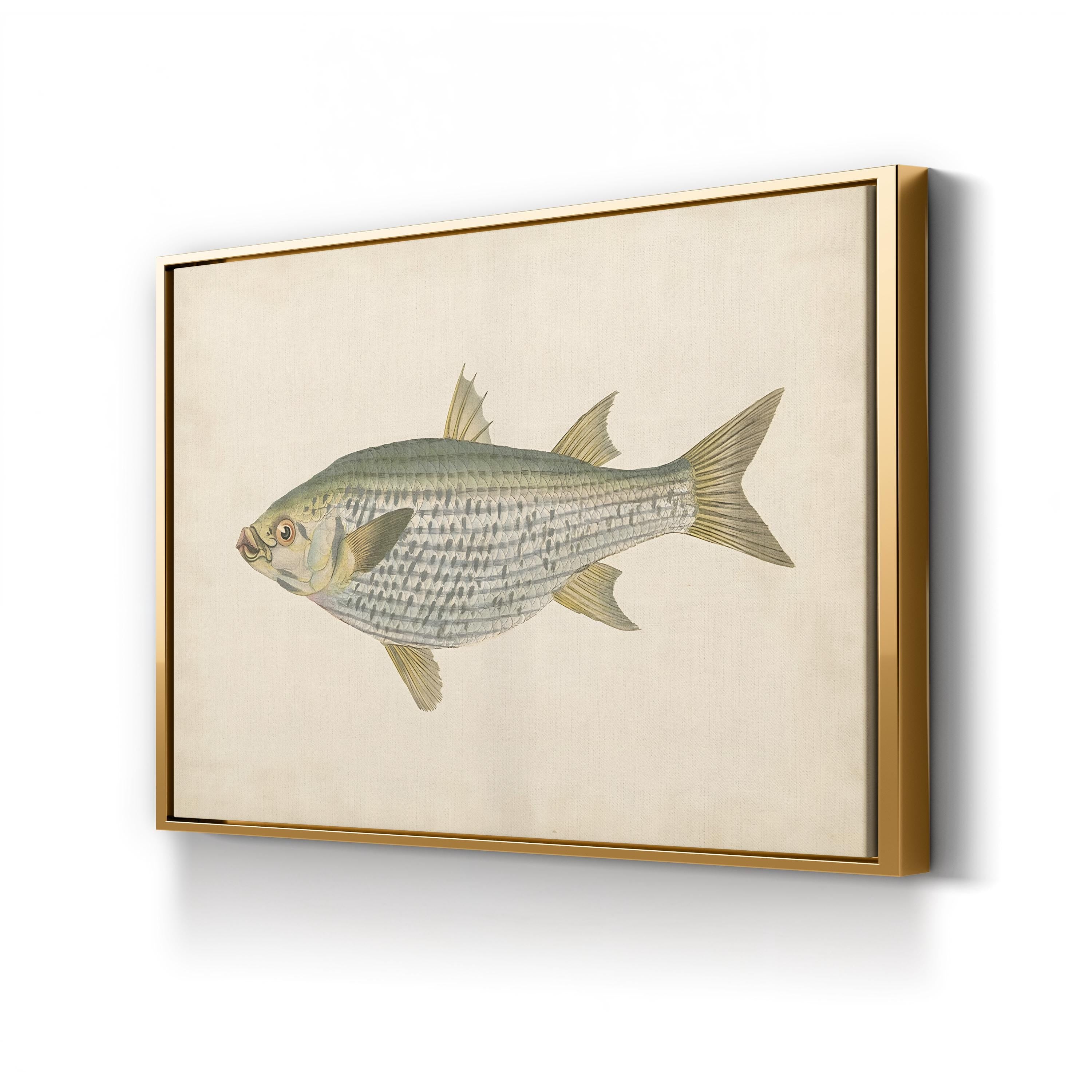 Donovan Antique Fish IV – Period Illustration Wall Art | Coastal Marine Canvas Print