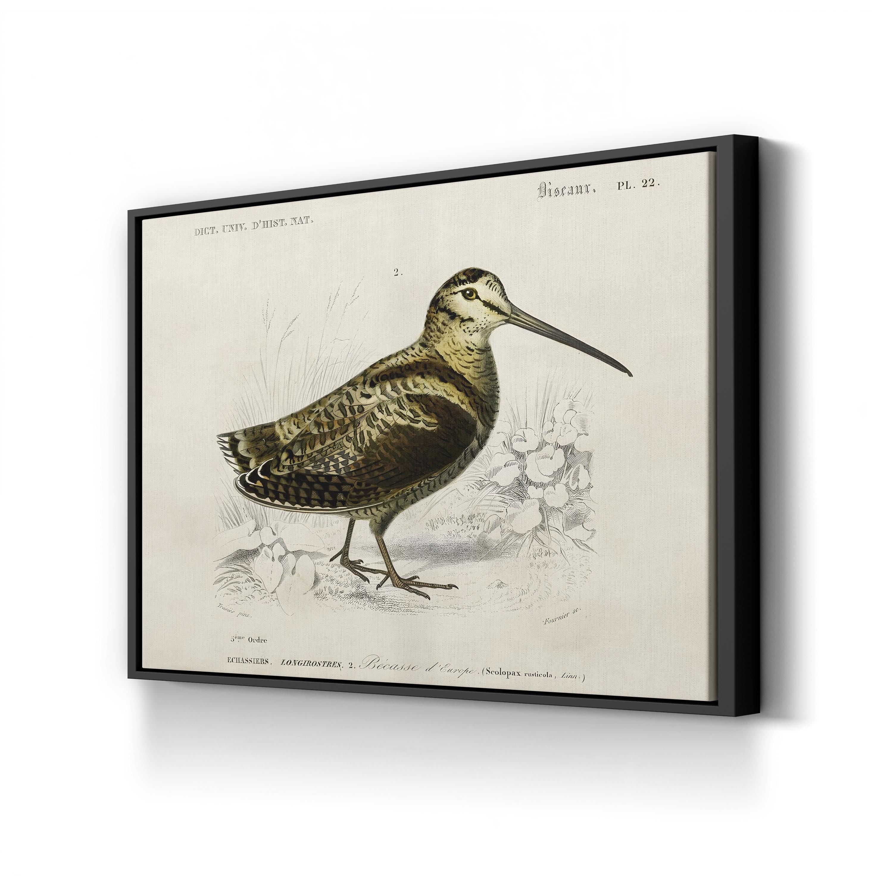 D’Orbigny Seabird Study – Period Illustration Wall Art | Coastal Natural History Canvas Print