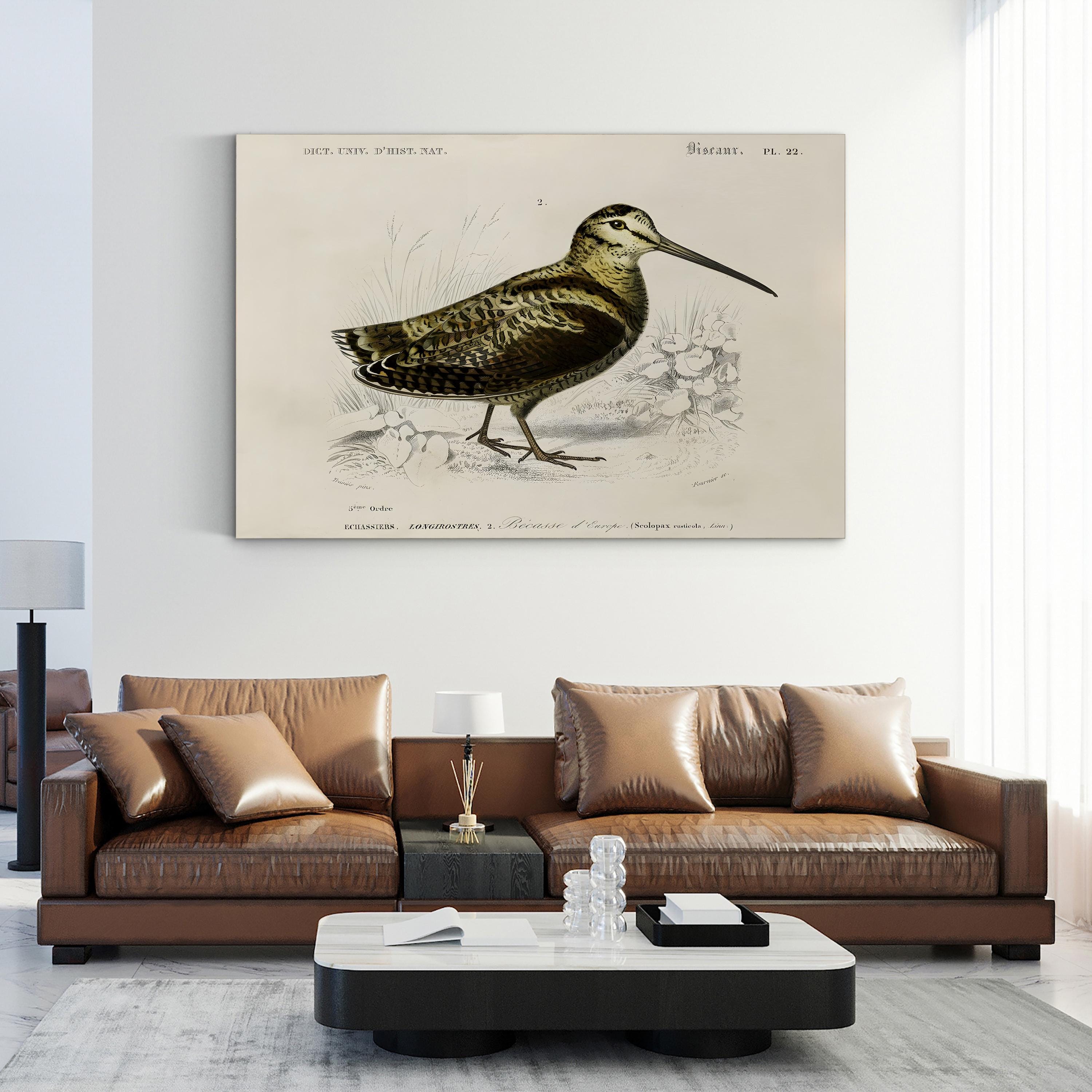 D’Orbigny Seabird Study – Period Illustration Wall Art | Coastal Natural History Canvas Print