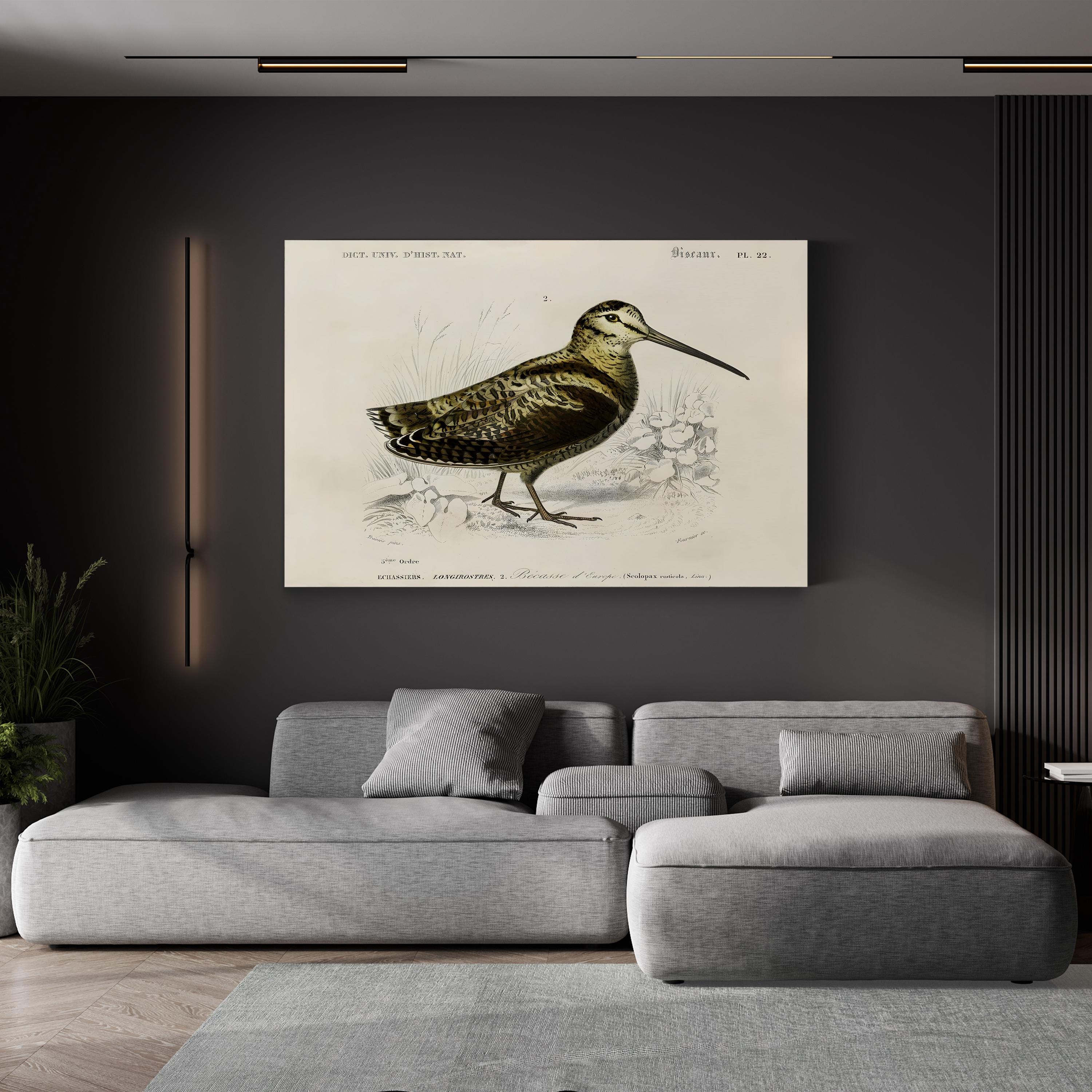 D’Orbigny Seabird Study – Period Illustration Wall Art | Coastal Natural History Canvas Print