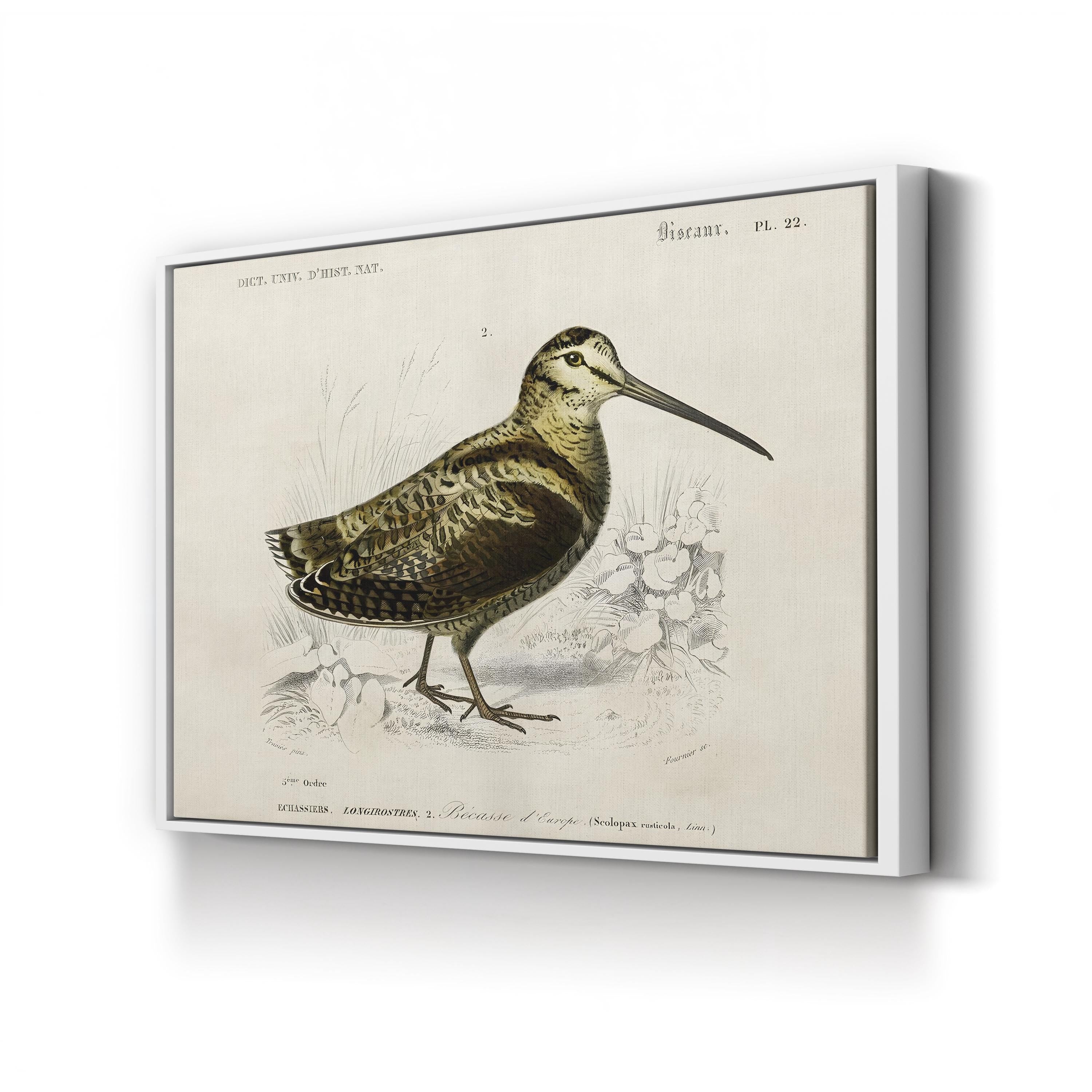 D’Orbigny Seabird Study – Period Illustration Wall Art | Coastal Natural History Canvas Print