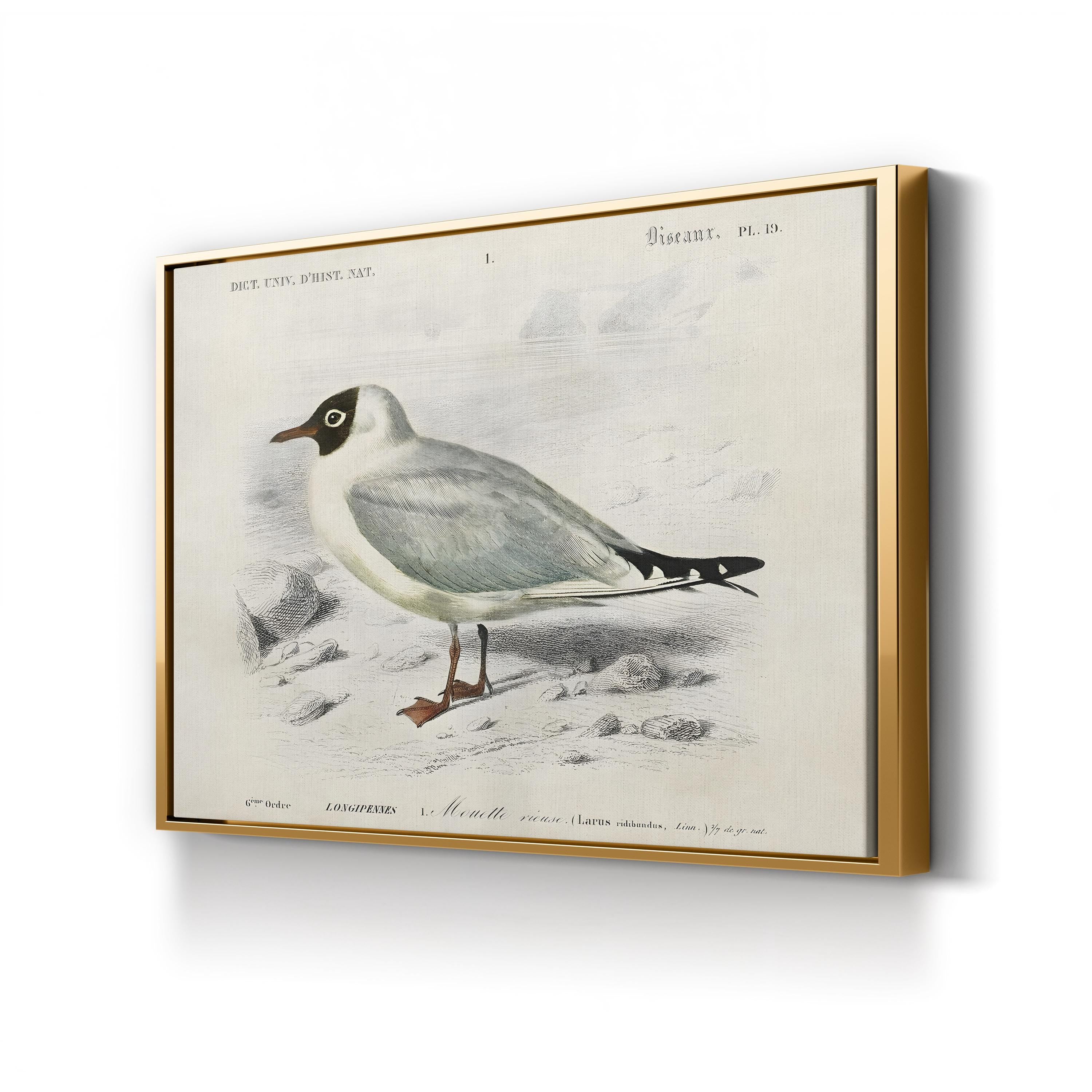 d’Orbigny Seabird III Wall Art – 19th Century Coastal Bird Illustration by M. Charles d’Orbigny