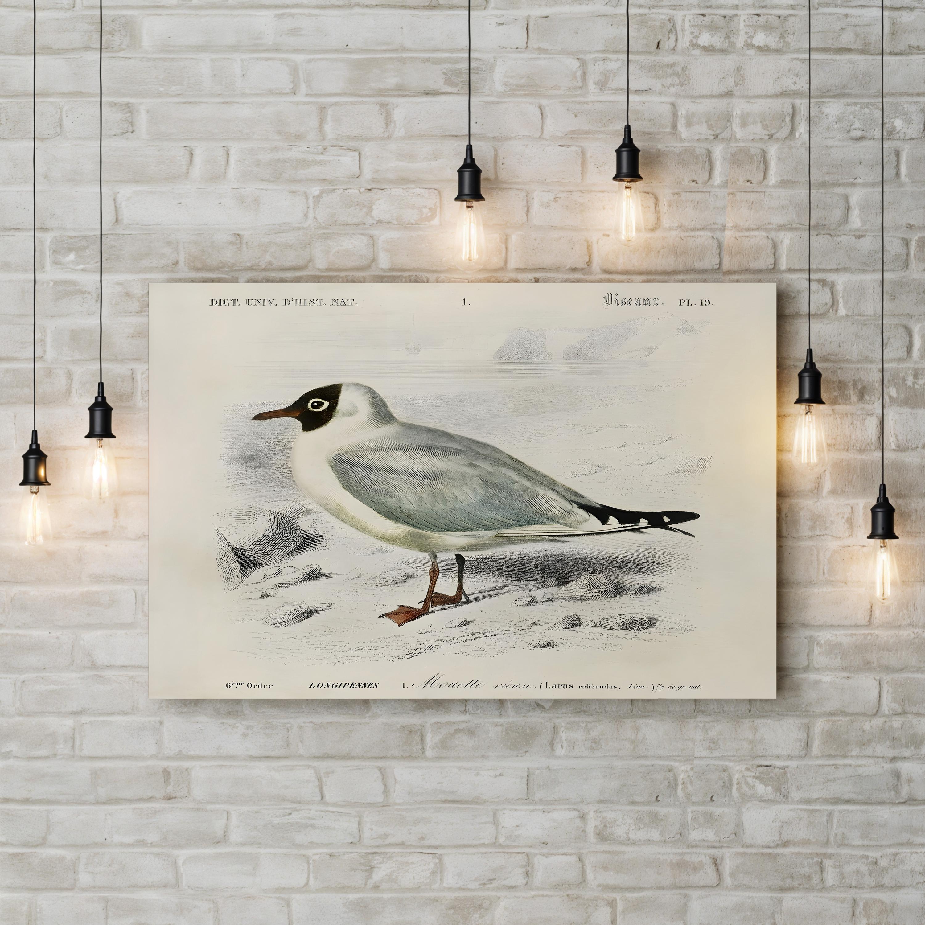 d’Orbigny Seabird III Wall Art – 19th Century Coastal Bird Illustration by M. Charles d’Orbigny