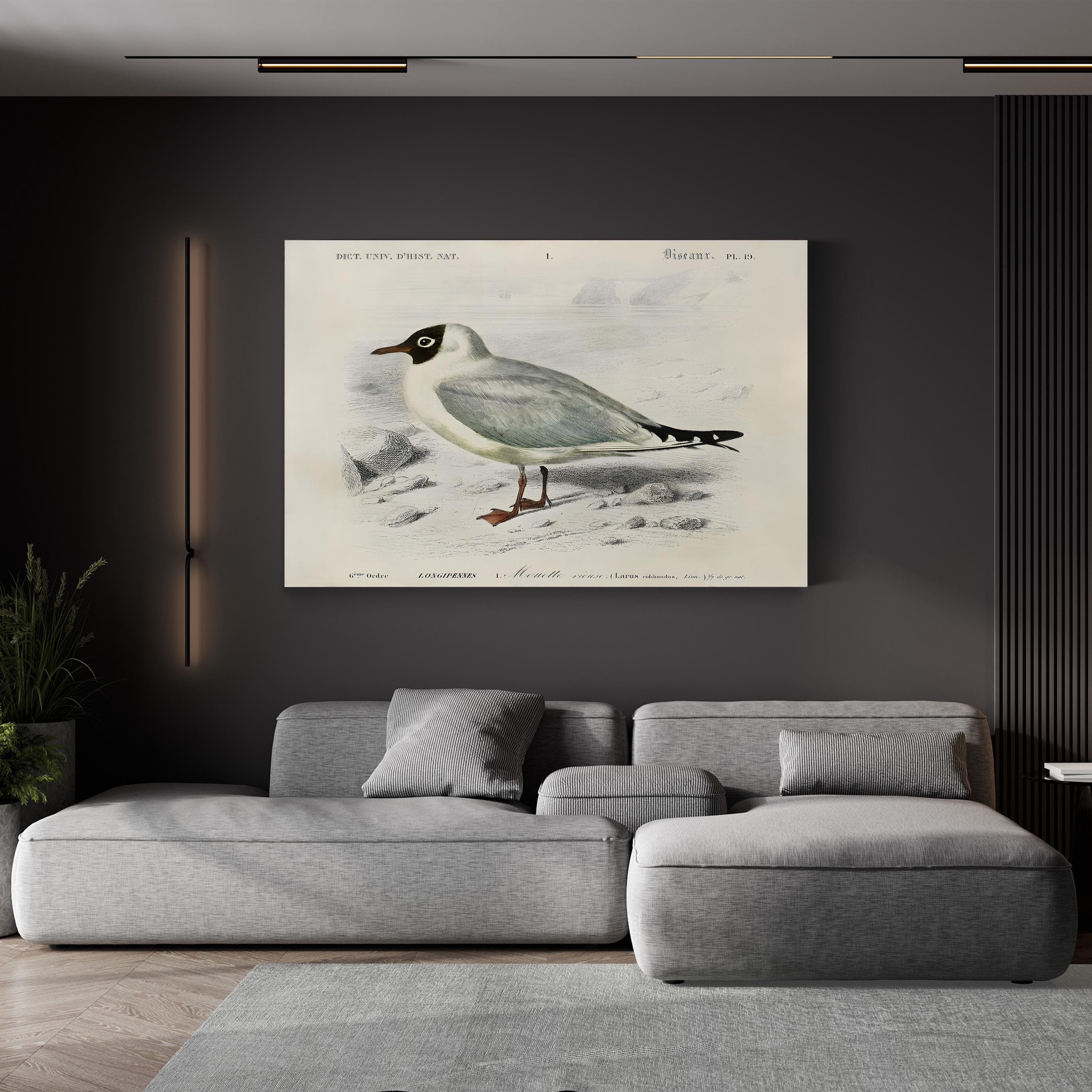 d’Orbigny Seabird III Wall Art – 19th Century Coastal Bird Illustration by M. Charles d’Orbigny