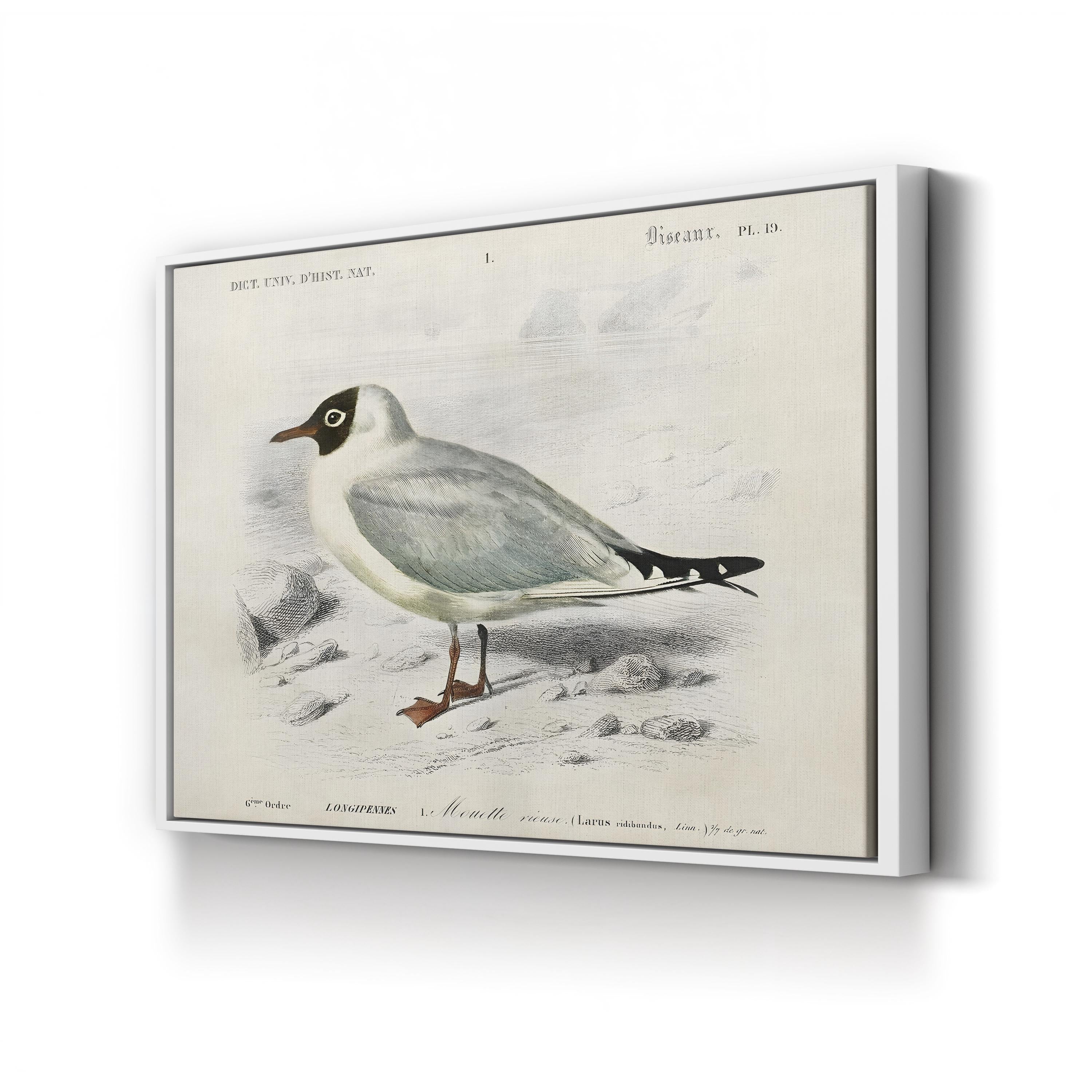 d’Orbigny Seabird III Wall Art – 19th Century Coastal Bird Illustration by M. Charles d’Orbigny