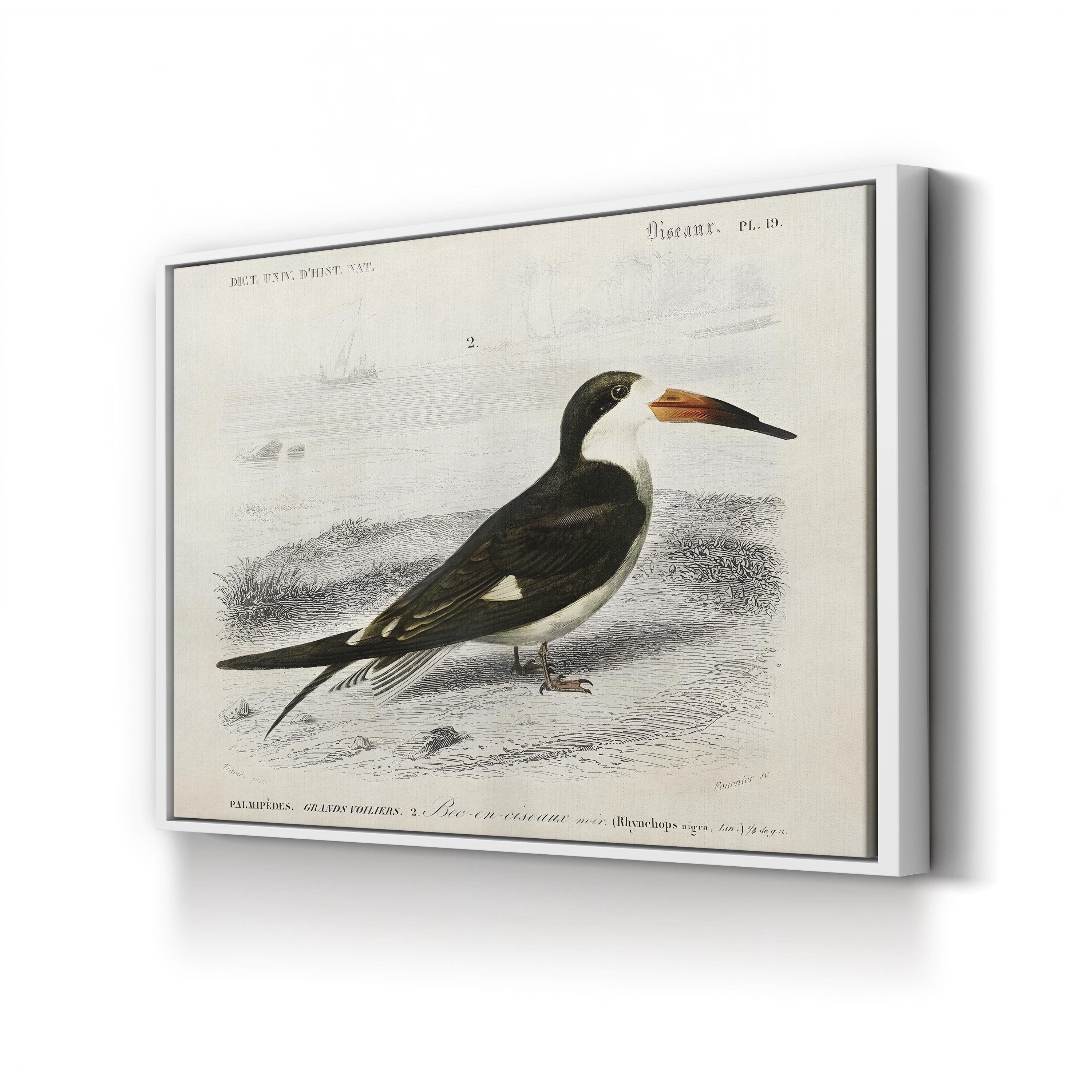 D’Orbigny Seabird, 19th Century – Period Illustration Wall Art | Coastal Bird Canvas Print