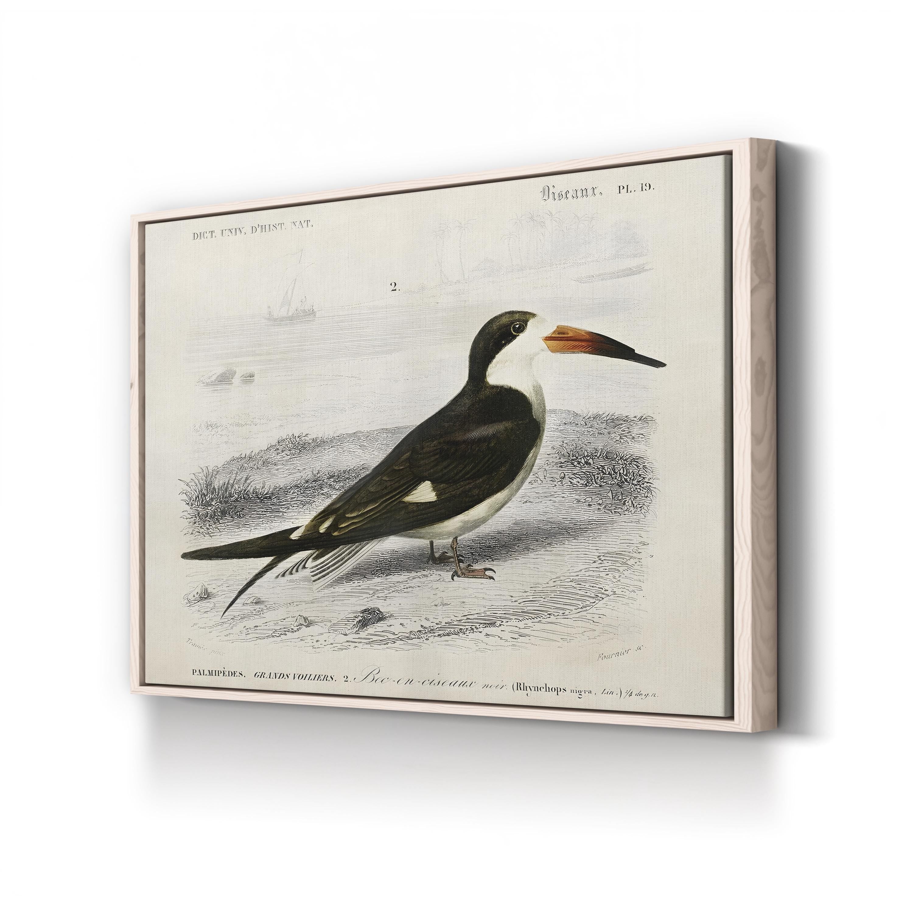 D’Orbigny Seabird, 19th Century – Period Illustration Wall Art | Coastal Bird Canvas Print