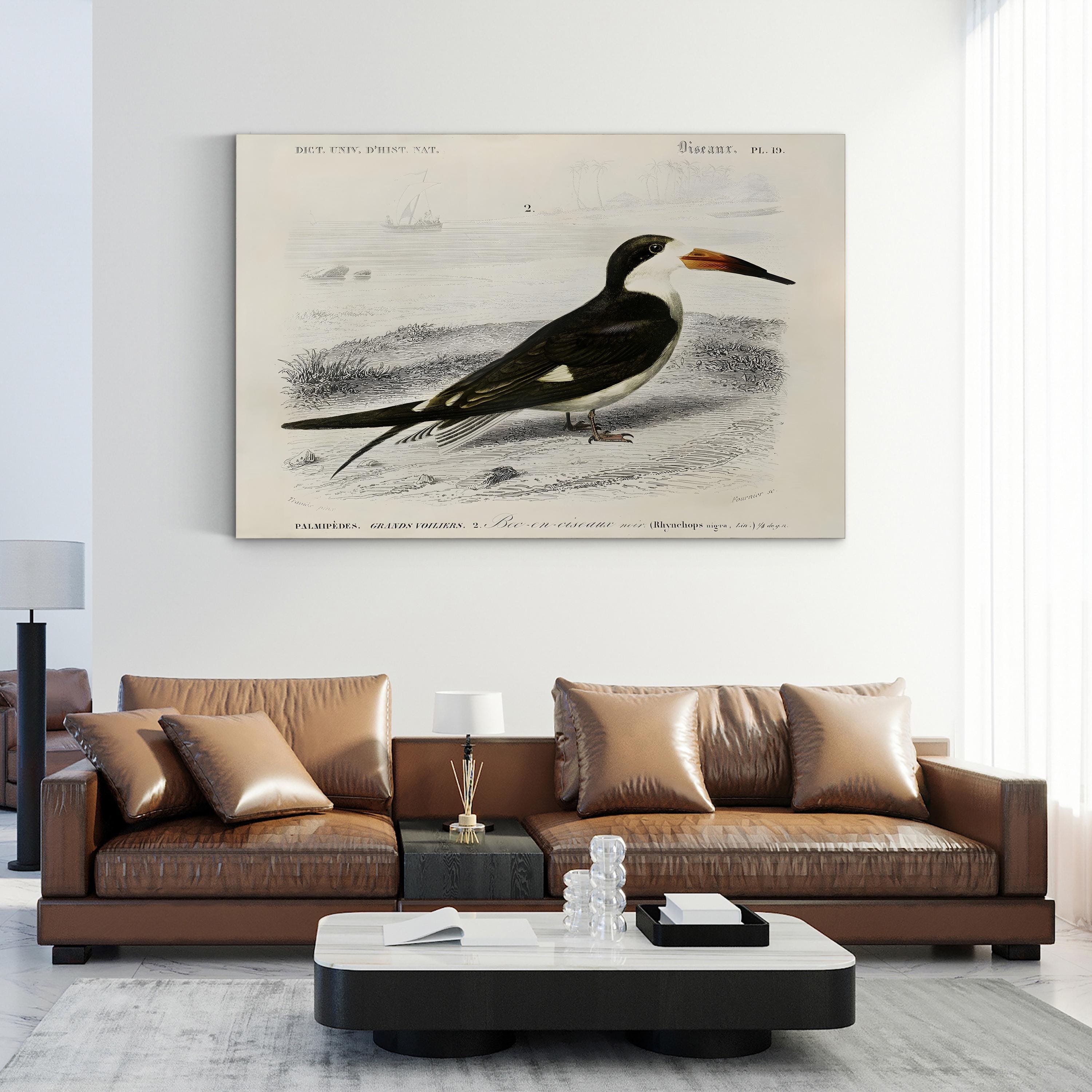 D’Orbigny Seabird, 19th Century – Period Illustration Wall Art | Coastal Bird Canvas Print