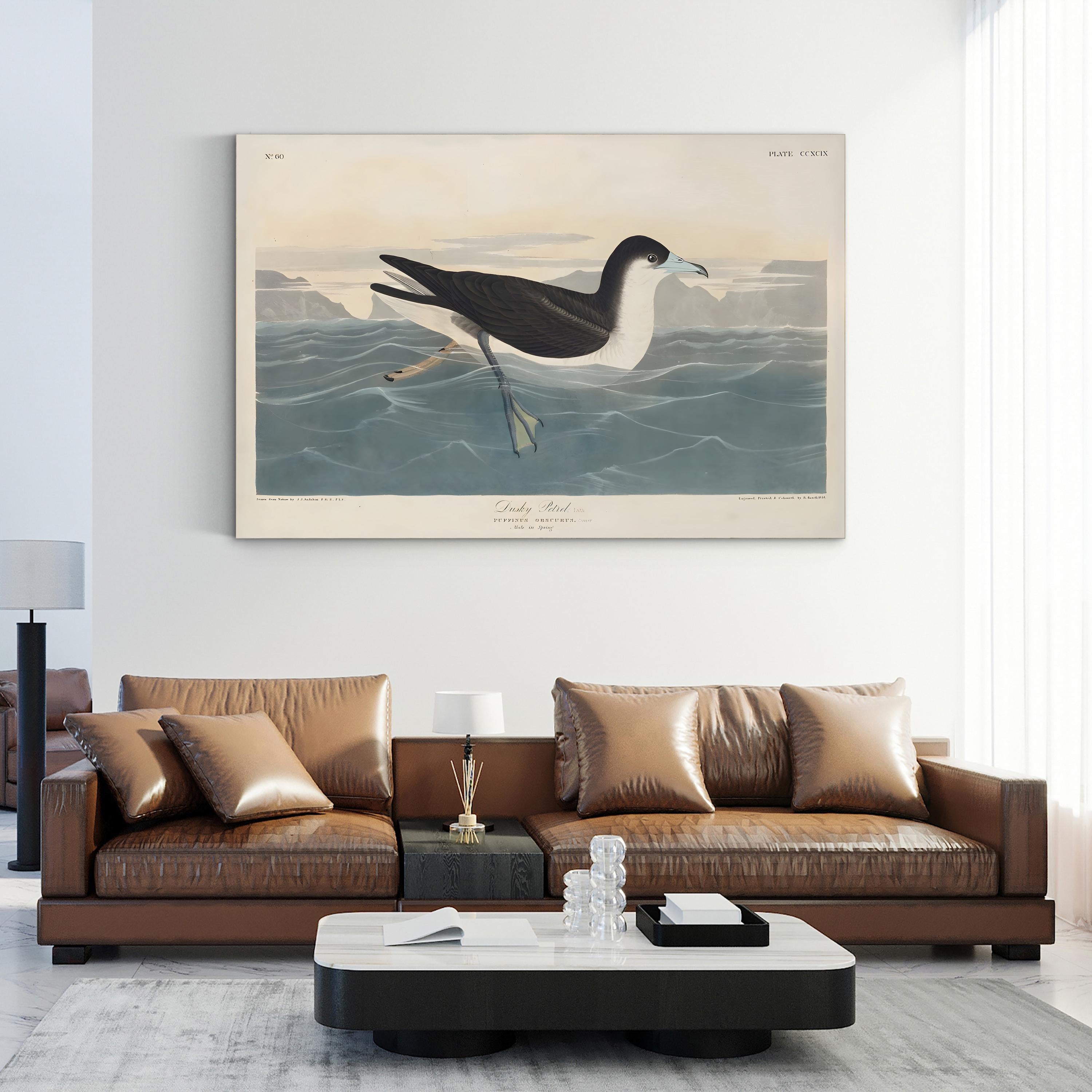 Dusky Petrel Wall Art – John James Audubon | 19th-Century Seabird Illustration Canvas Print
