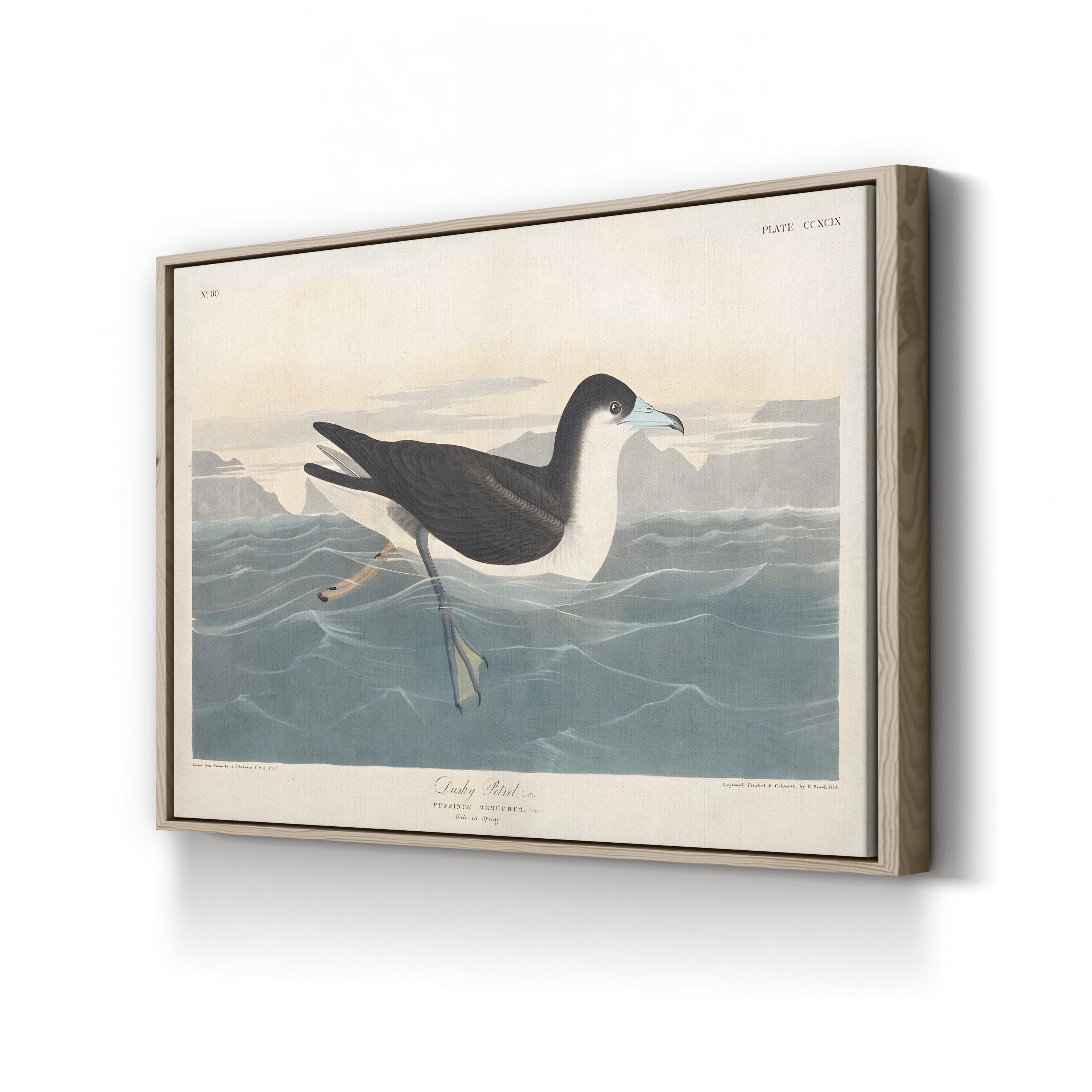 Dusky Petrel Wall Art – John James Audubon | 19th-Century Seabird Illustration Canvas Print