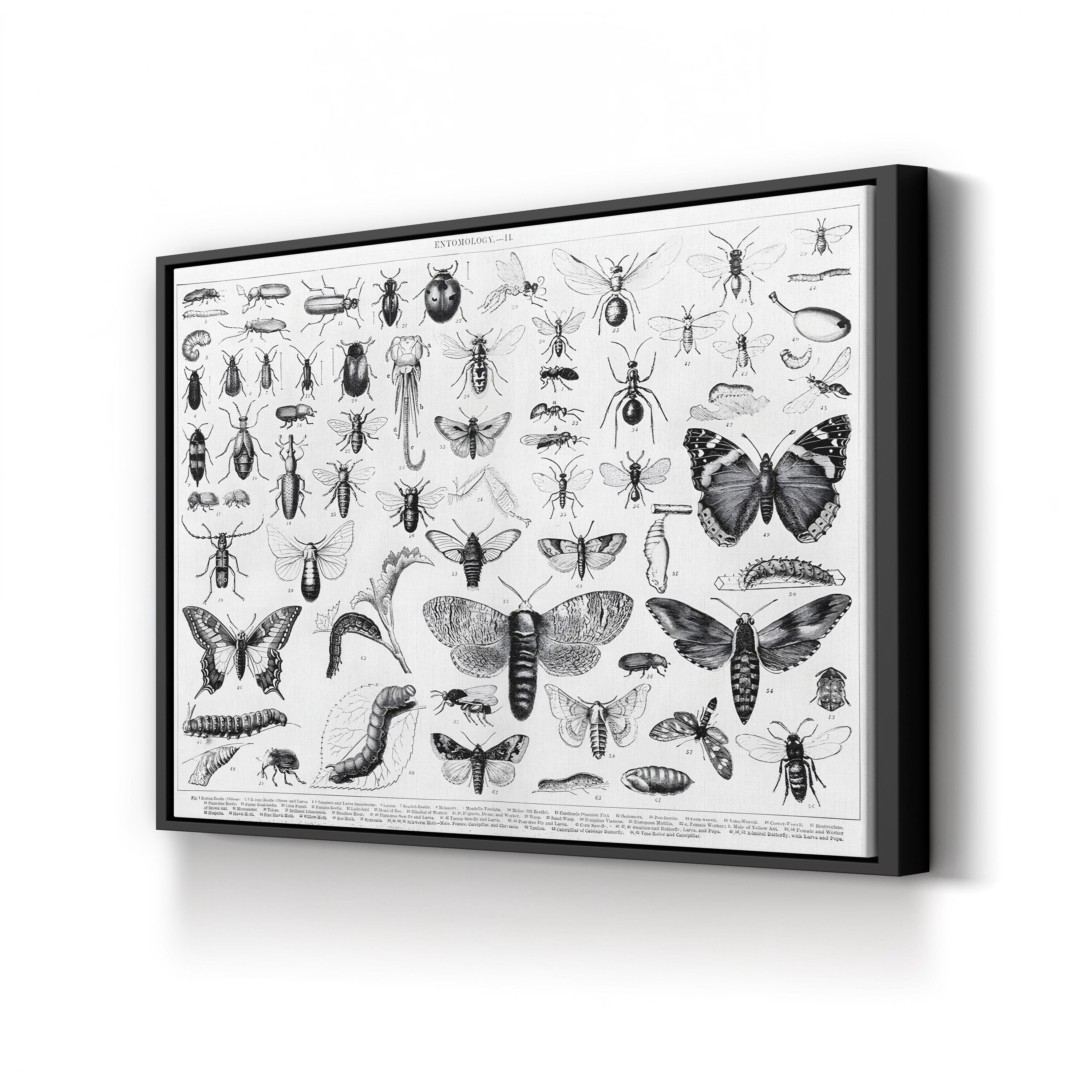 Myriapoda & Arachnida Plate II, 19th Century – Period Illustration Wall Art | Vintage Entomology Canvas Print