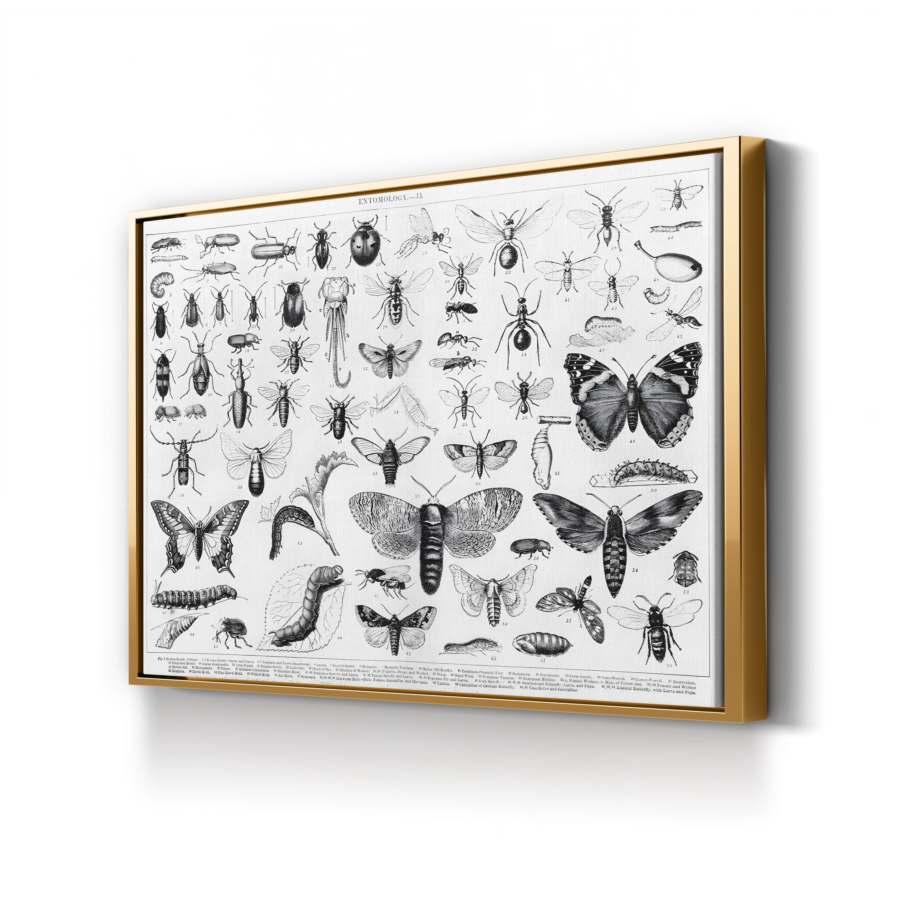 Myriapoda & Arachnida Plate II, 19th Century – Period Illustration Wall Art | Vintage Entomology Canvas Print
