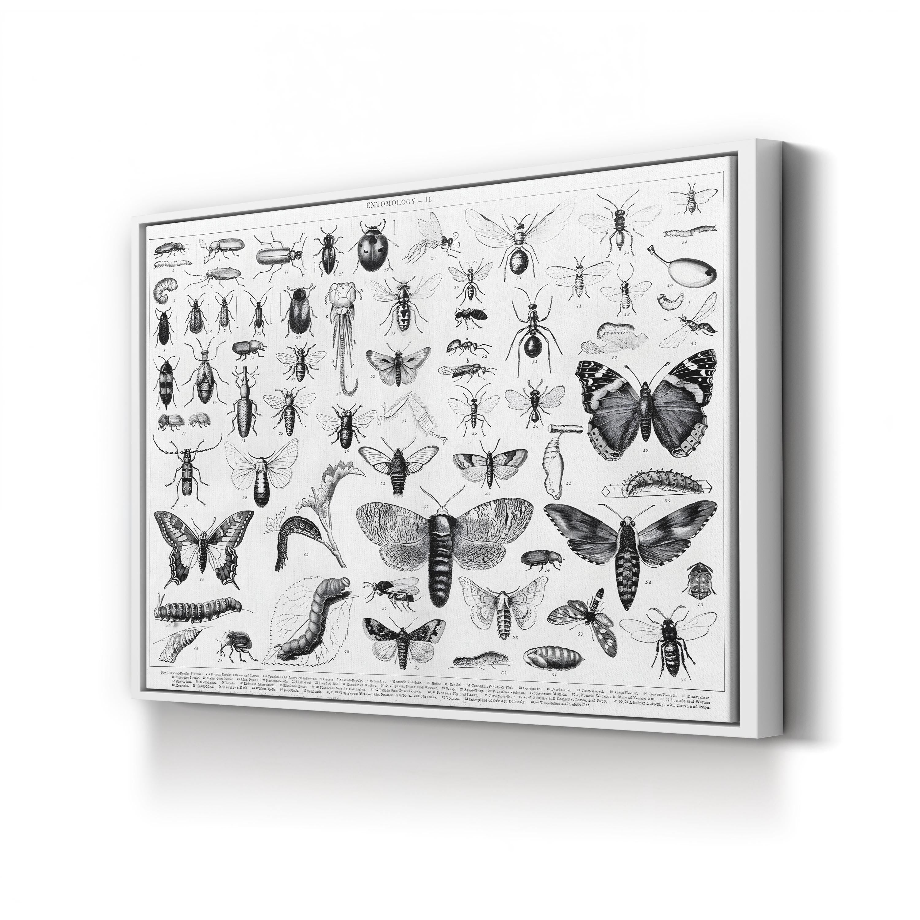 Myriapoda & Arachnida Plate II, 19th Century – Period Illustration Wall Art | Vintage Entomology Canvas Print