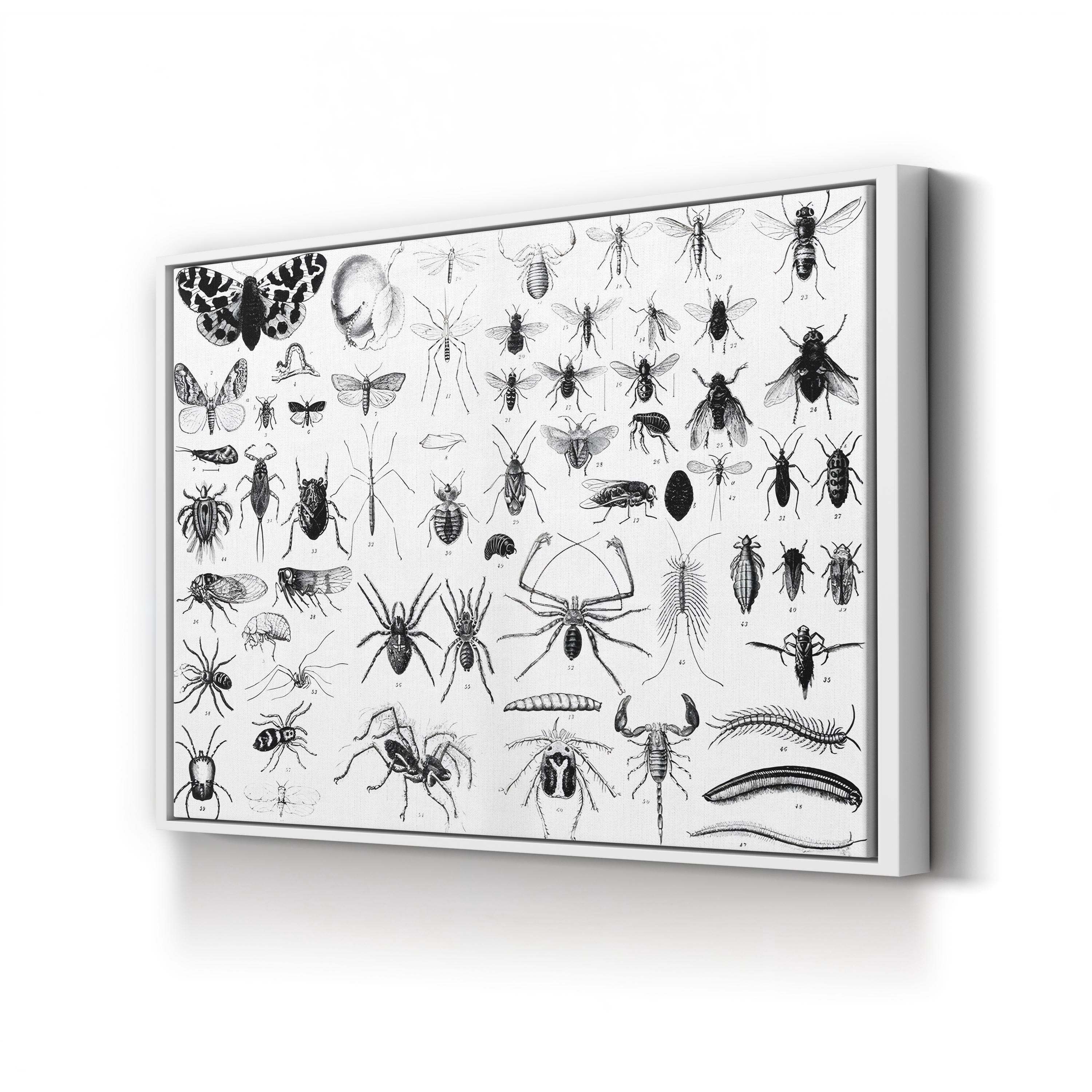 Myriapoda & Arachnida Plate, 19th Century – Period Illustration Wall Art | Vintage Entomology Canvas Print