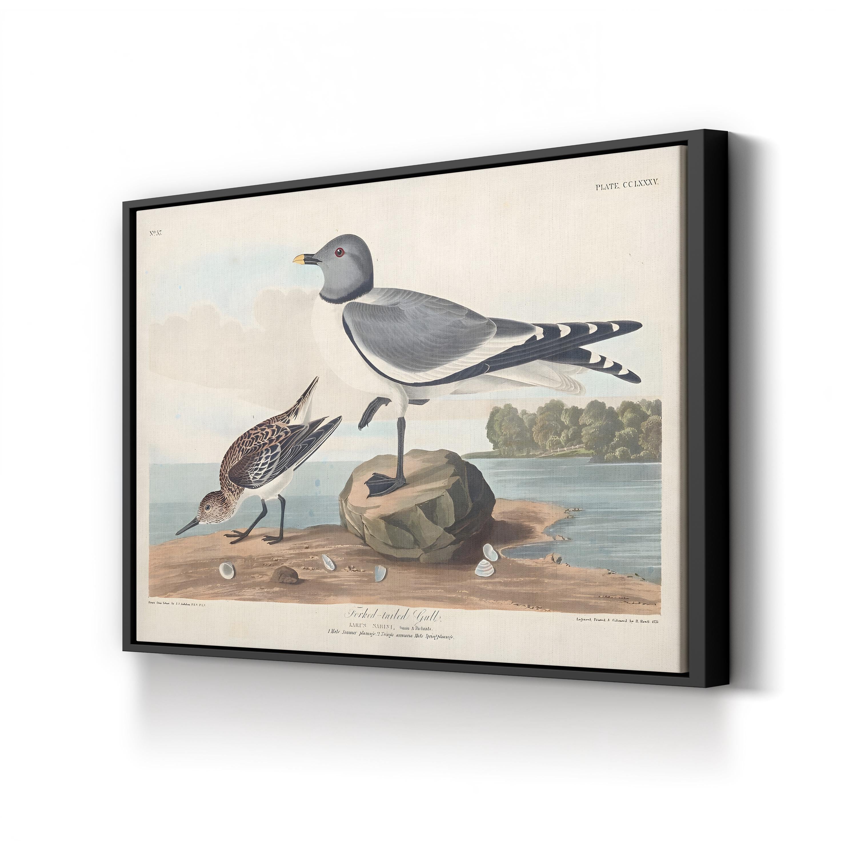 Fork-Tailed Gull Wall Art — John James Audubon Natural History Bird Illustration