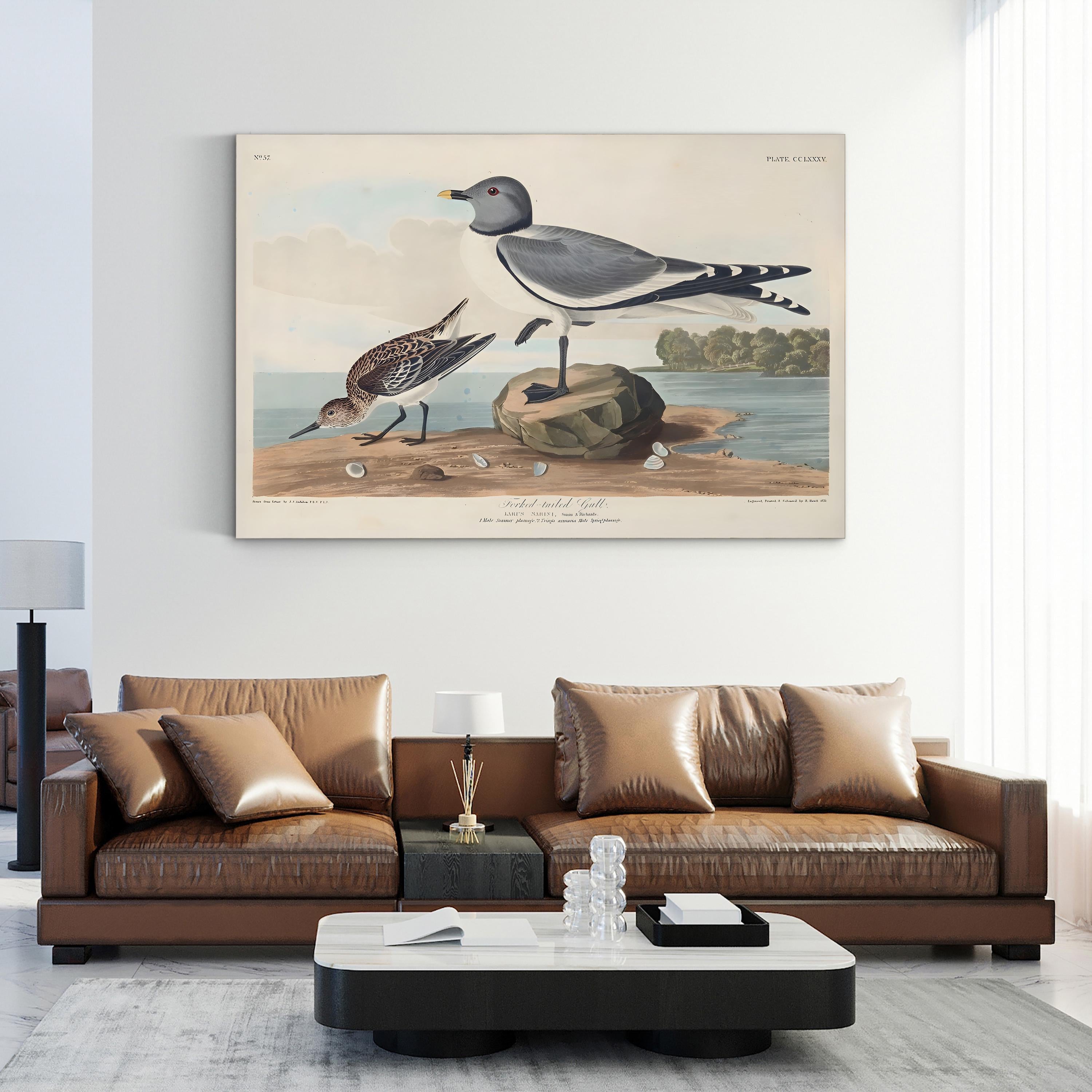 Fork-Tailed Gull Wall Art — John James Audubon Natural History Bird Illustration