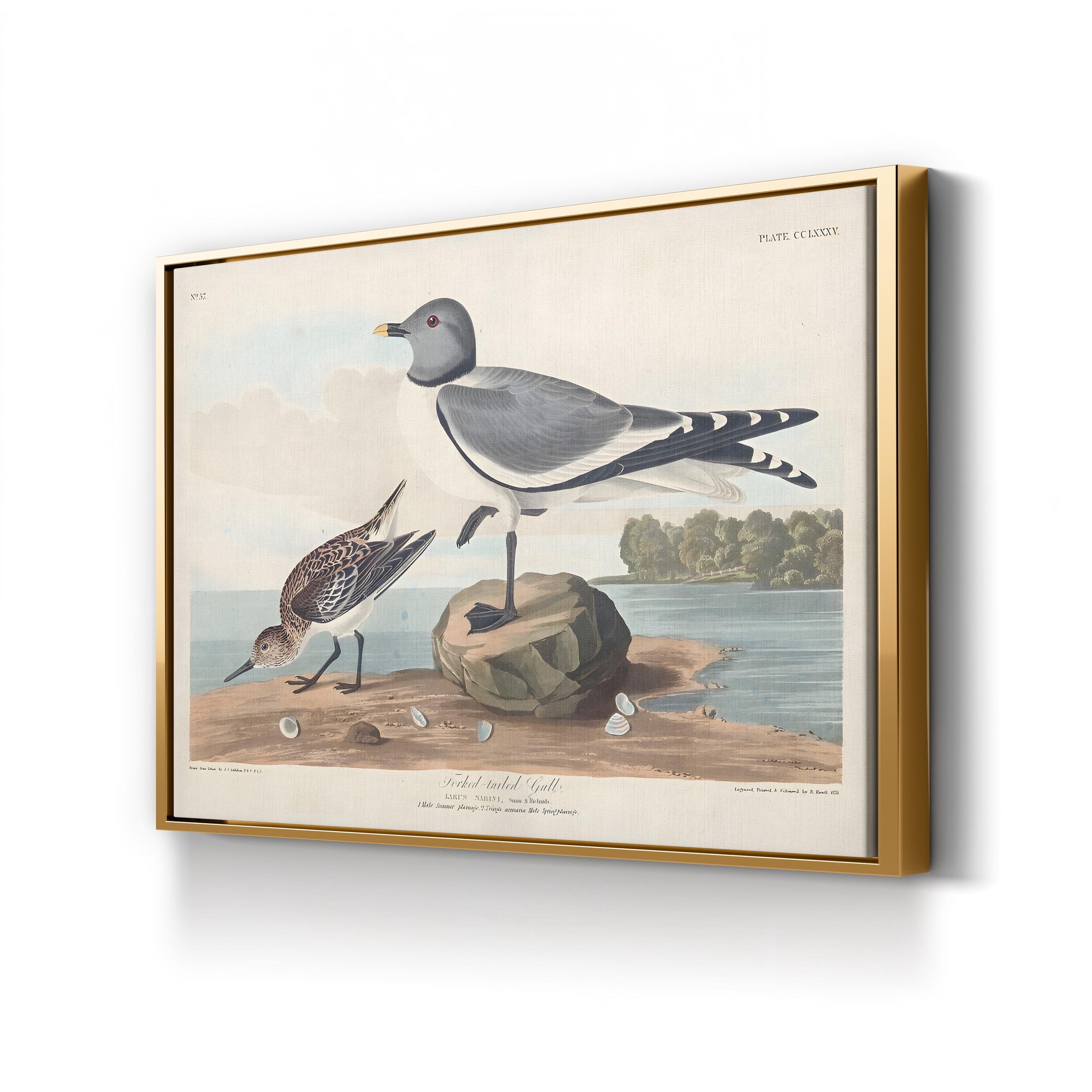 Fork-Tailed Gull Wall Art — John James Audubon Natural History Bird Illustration