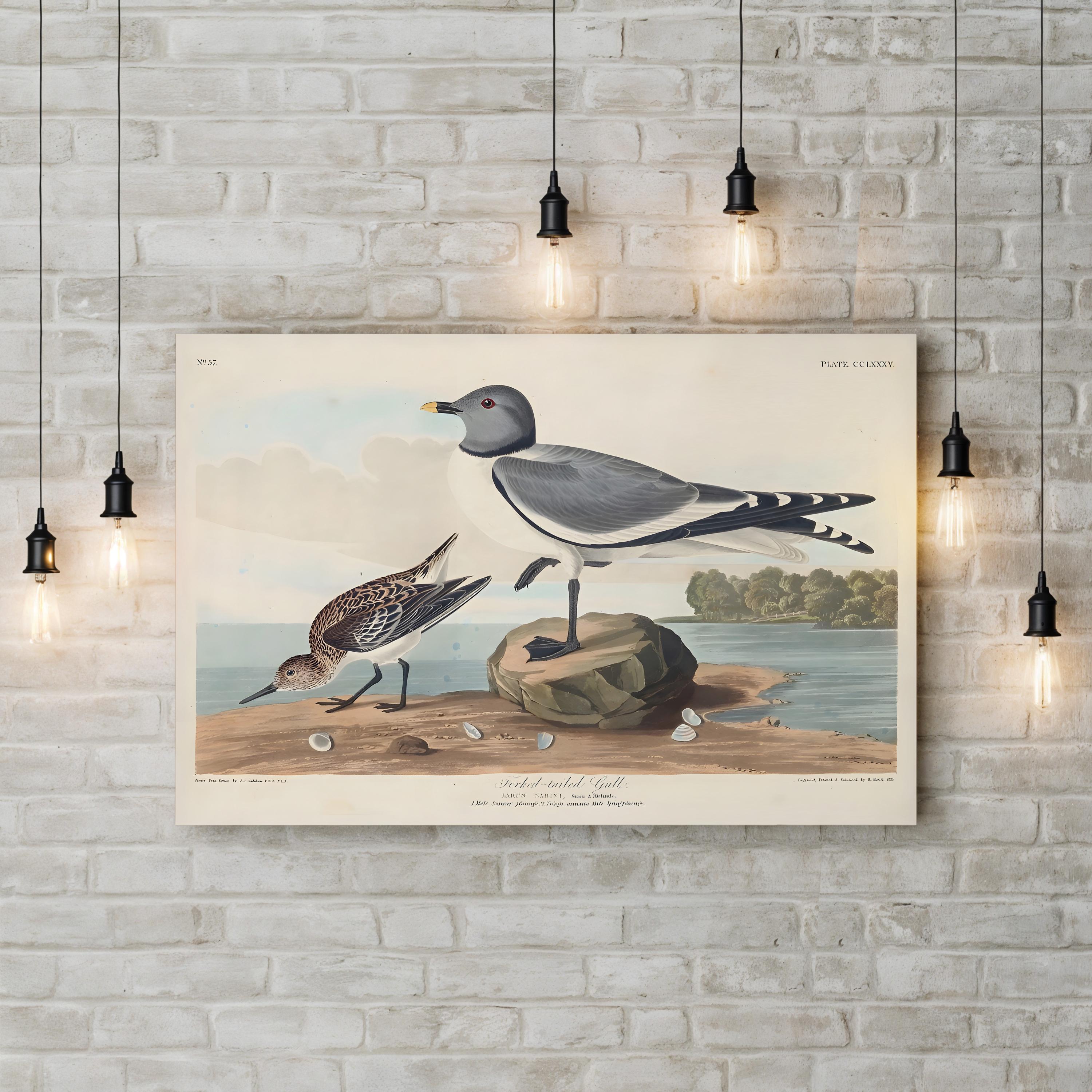 Fork-Tailed Gull Wall Art — John James Audubon Natural History Bird Illustration