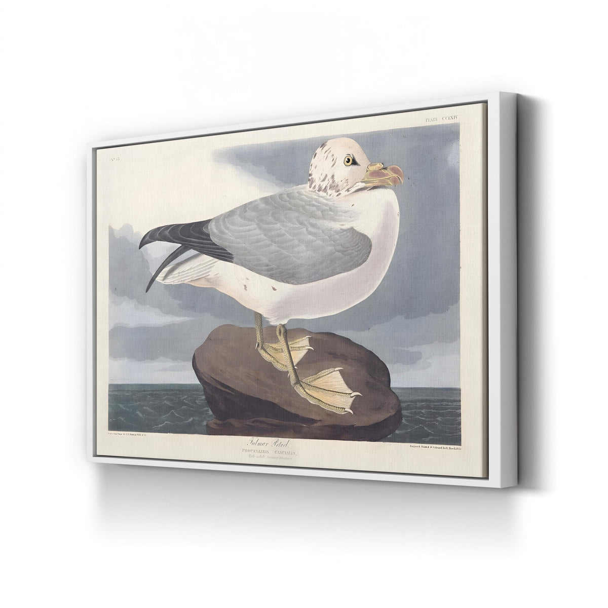 Fulmar Petrel, by John James Audubon canvas print in white frame