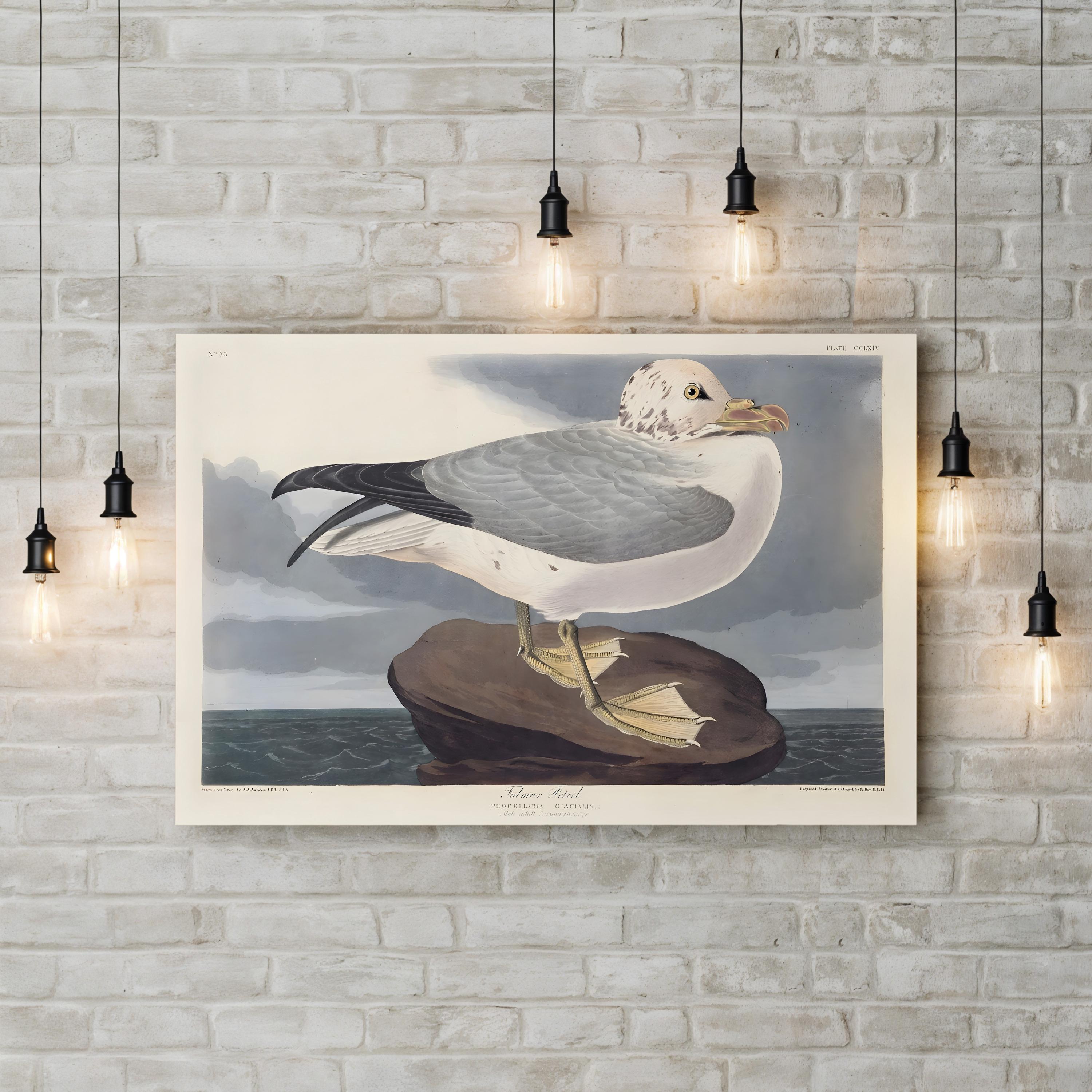 Fulmar Petrel Seabird Study – John James Audubon Wall Art | Coastal Bird Canvas Print