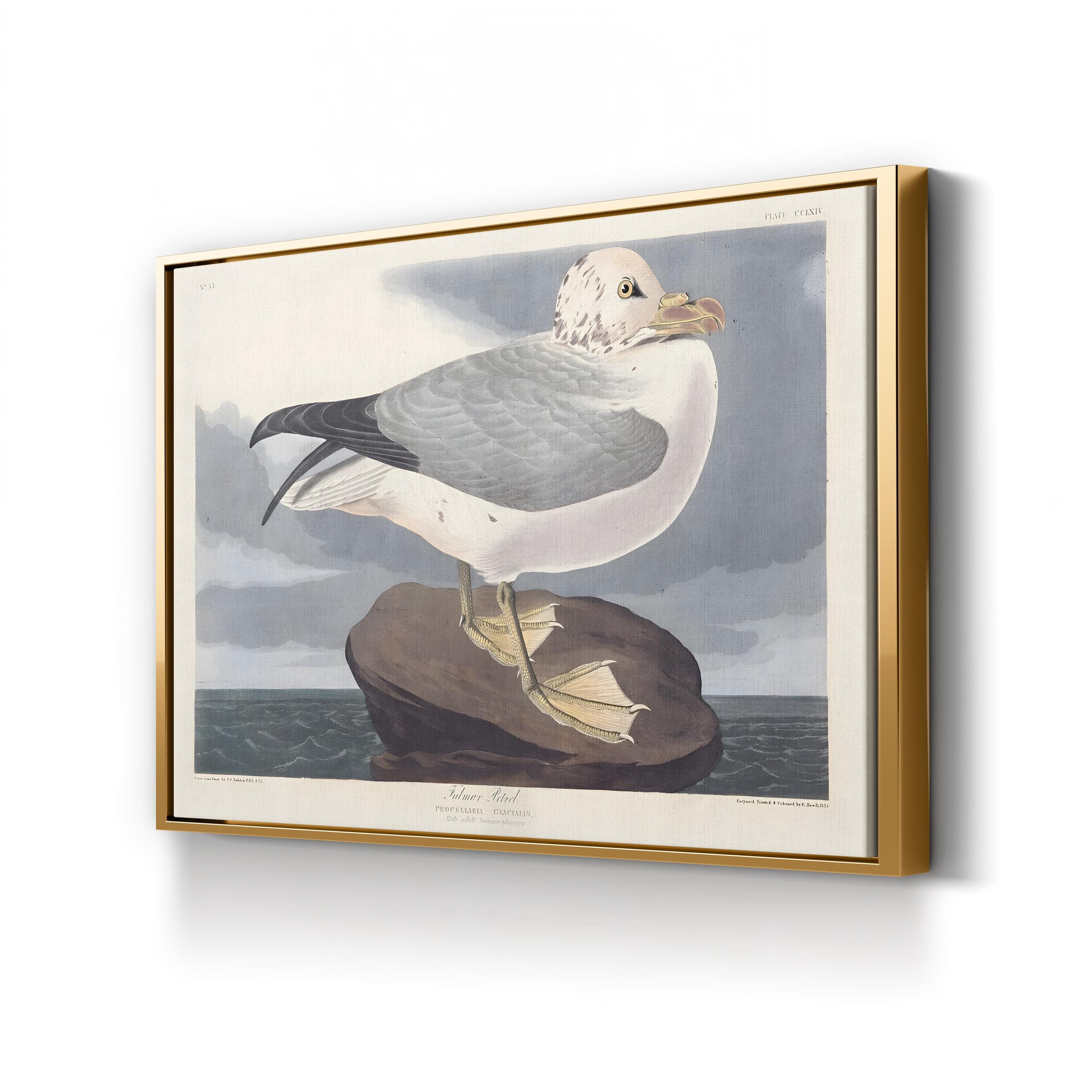 Fulmar Petrel Seabird Study – John James Audubon Wall Art | Coastal Bird Canvas Print
