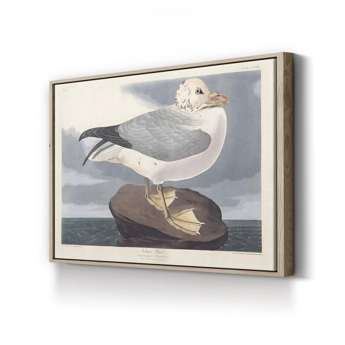 Fulmar Petrel, by John James Audubon canvas print in oak frame