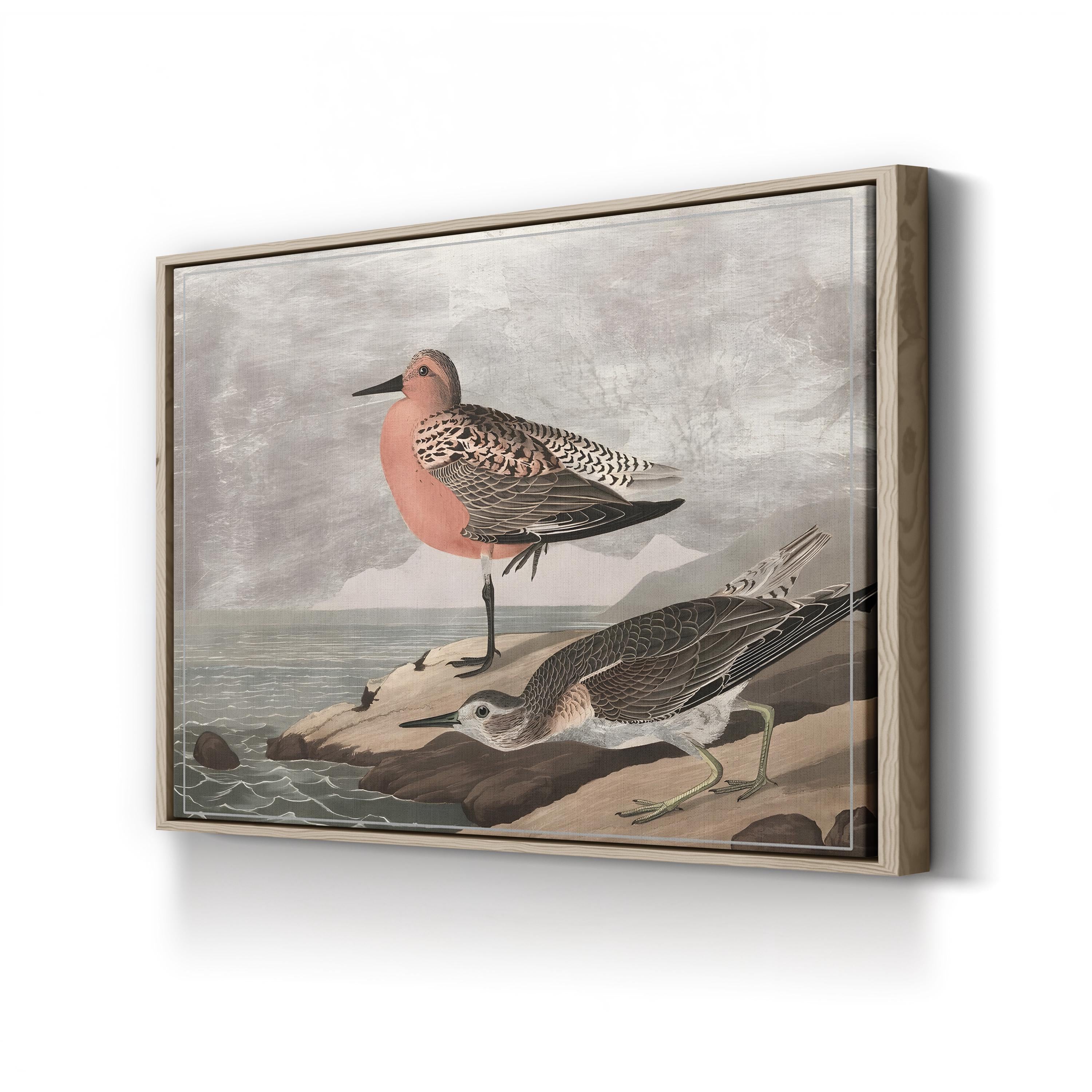 Gilded Sandpipers Canvas Art Print: Vintage Coastal Bird Illustration