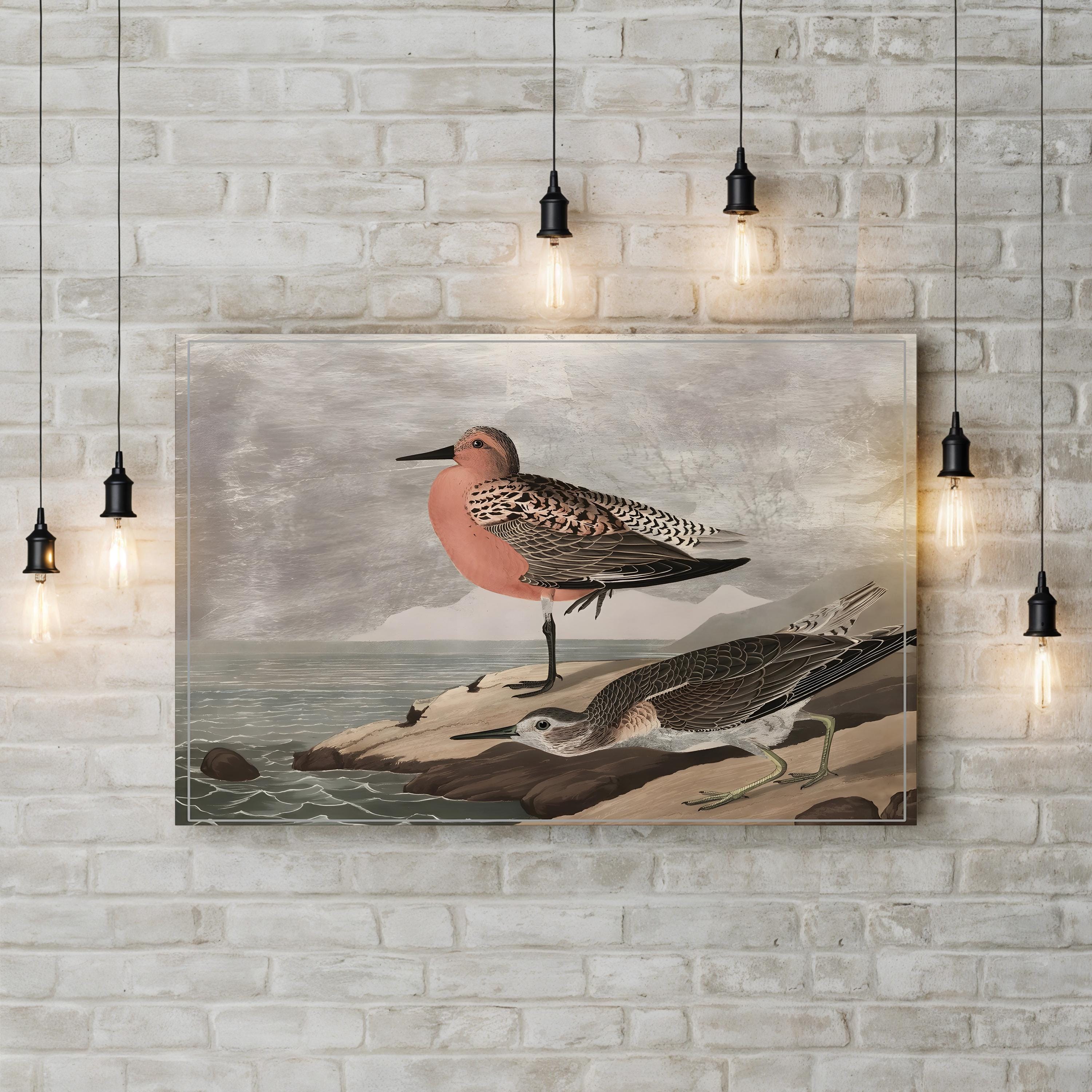 Gilded Sandpipers Canvas Art Print: Vintage Coastal Bird Illustration