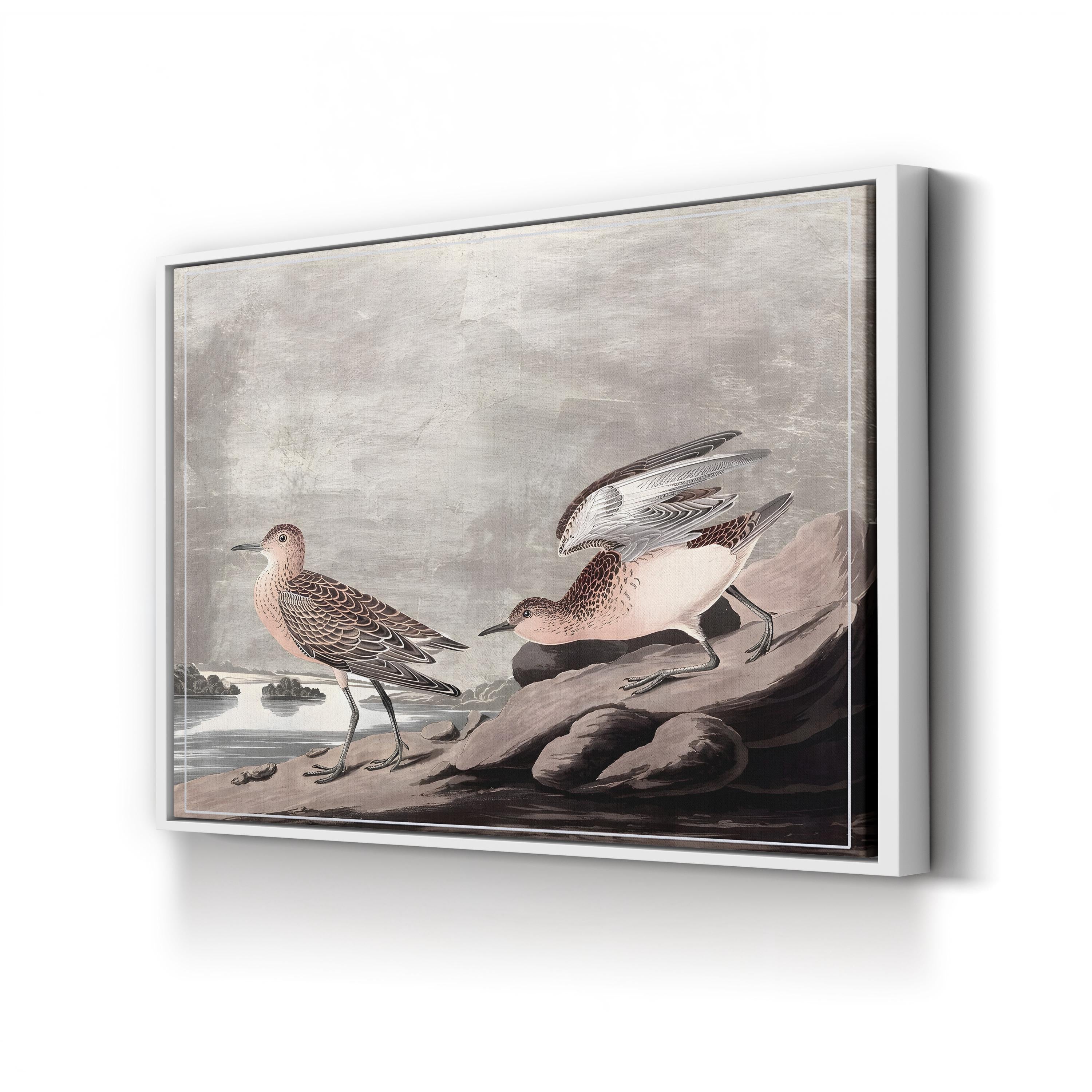 Vintage Audubon Bird Print: Coastal Wildlife Illustration