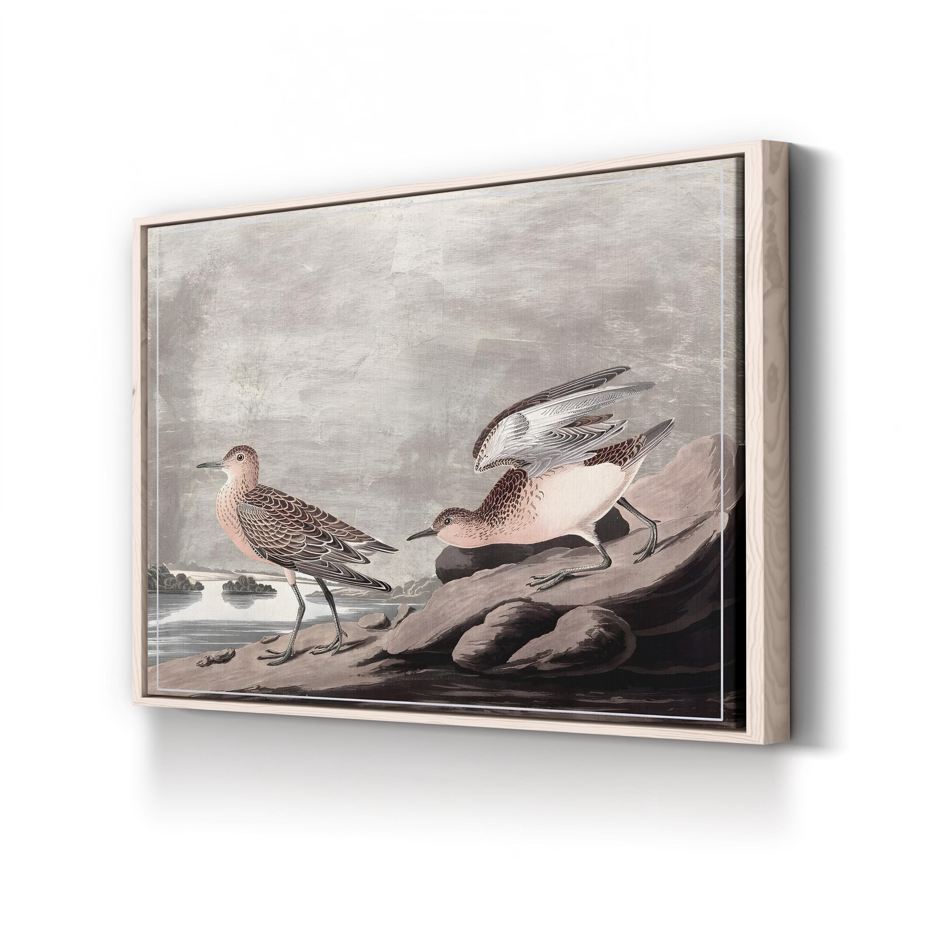 Vintage Audubon Bird Print: Coastal Wildlife Illustration
