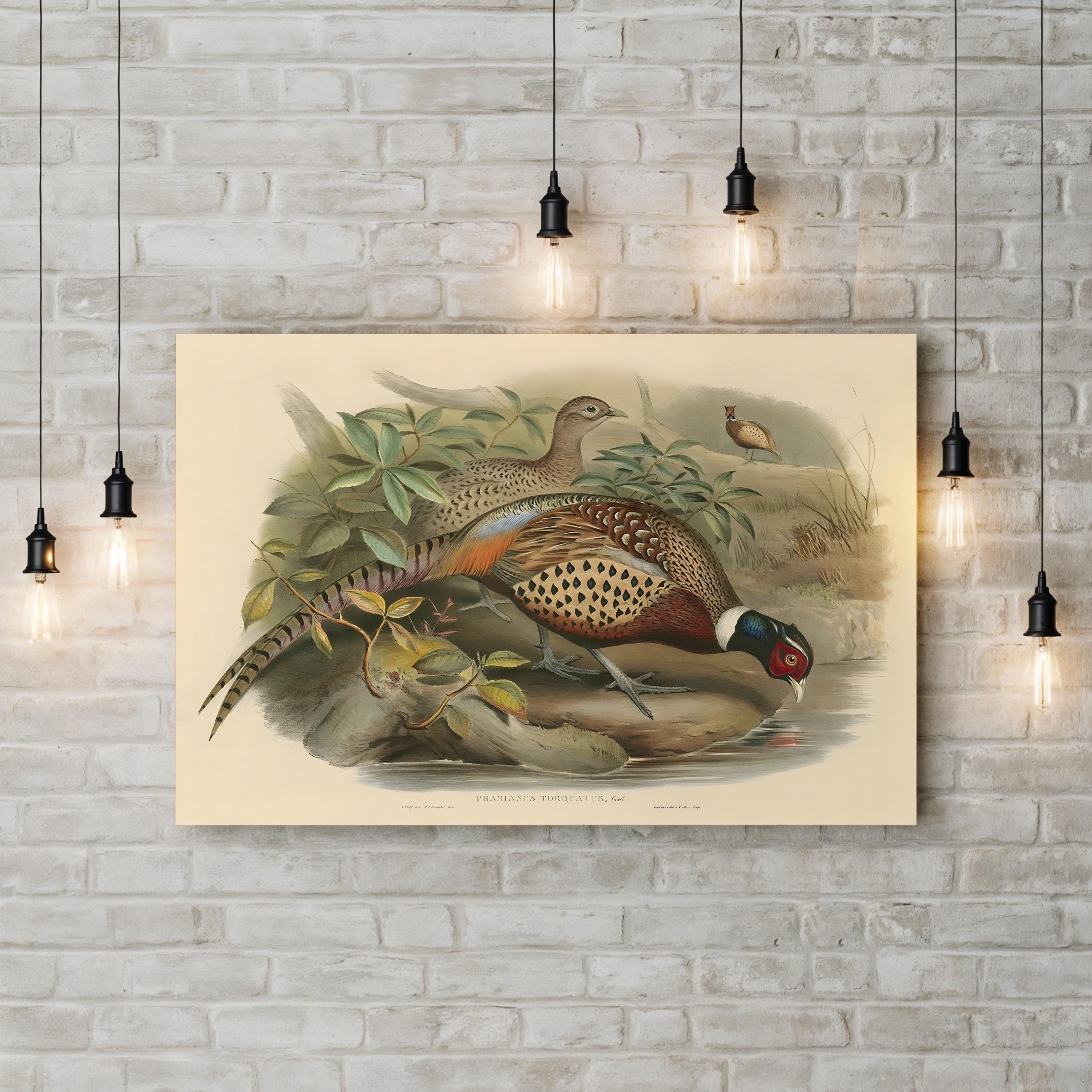 Gould Pheasants I Wall Art | John Gould Vintage Bird Illustration Canvas Print