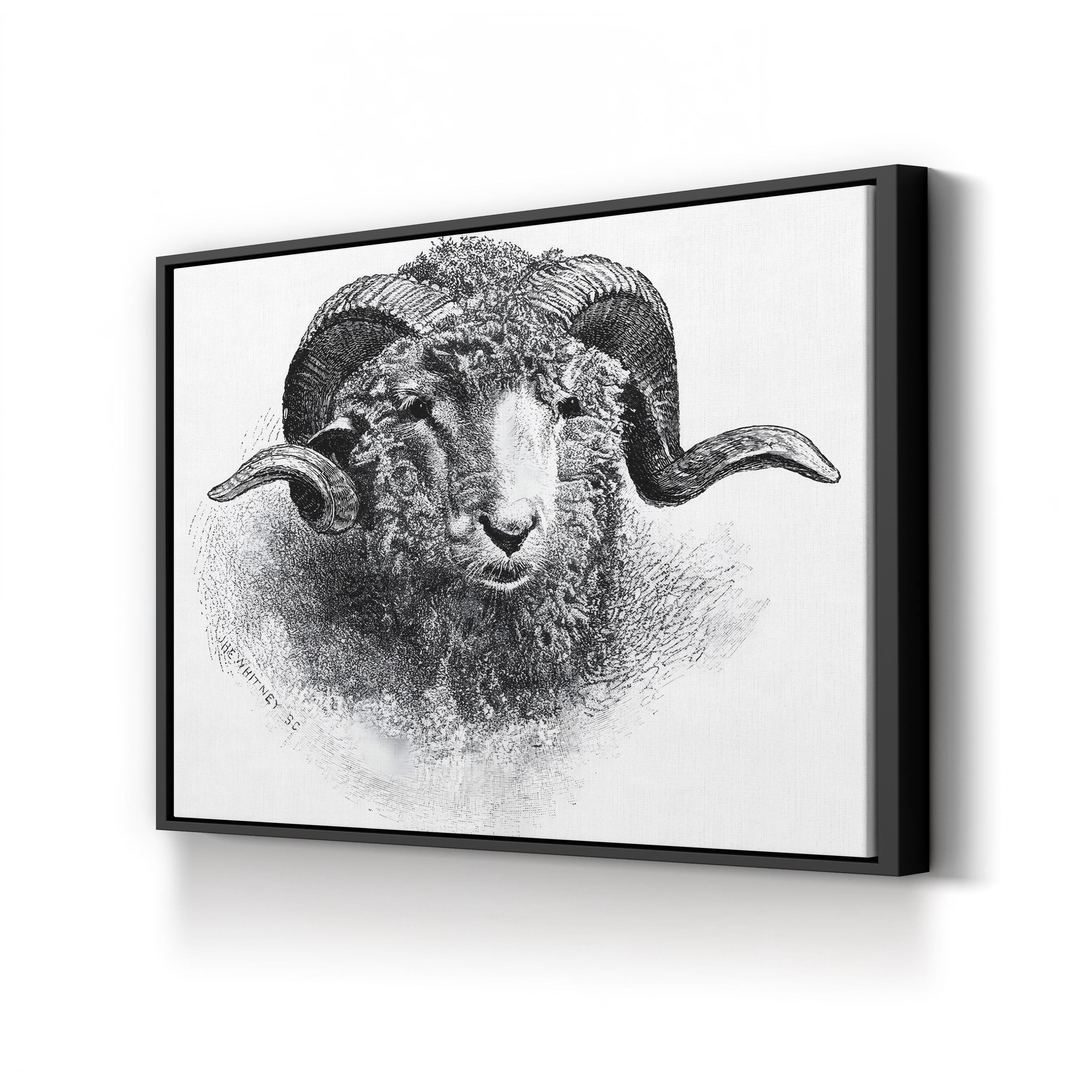 Head of a Merino Ram, 19th Century Wall Art | Vintage Black and White Animal Engraving Print