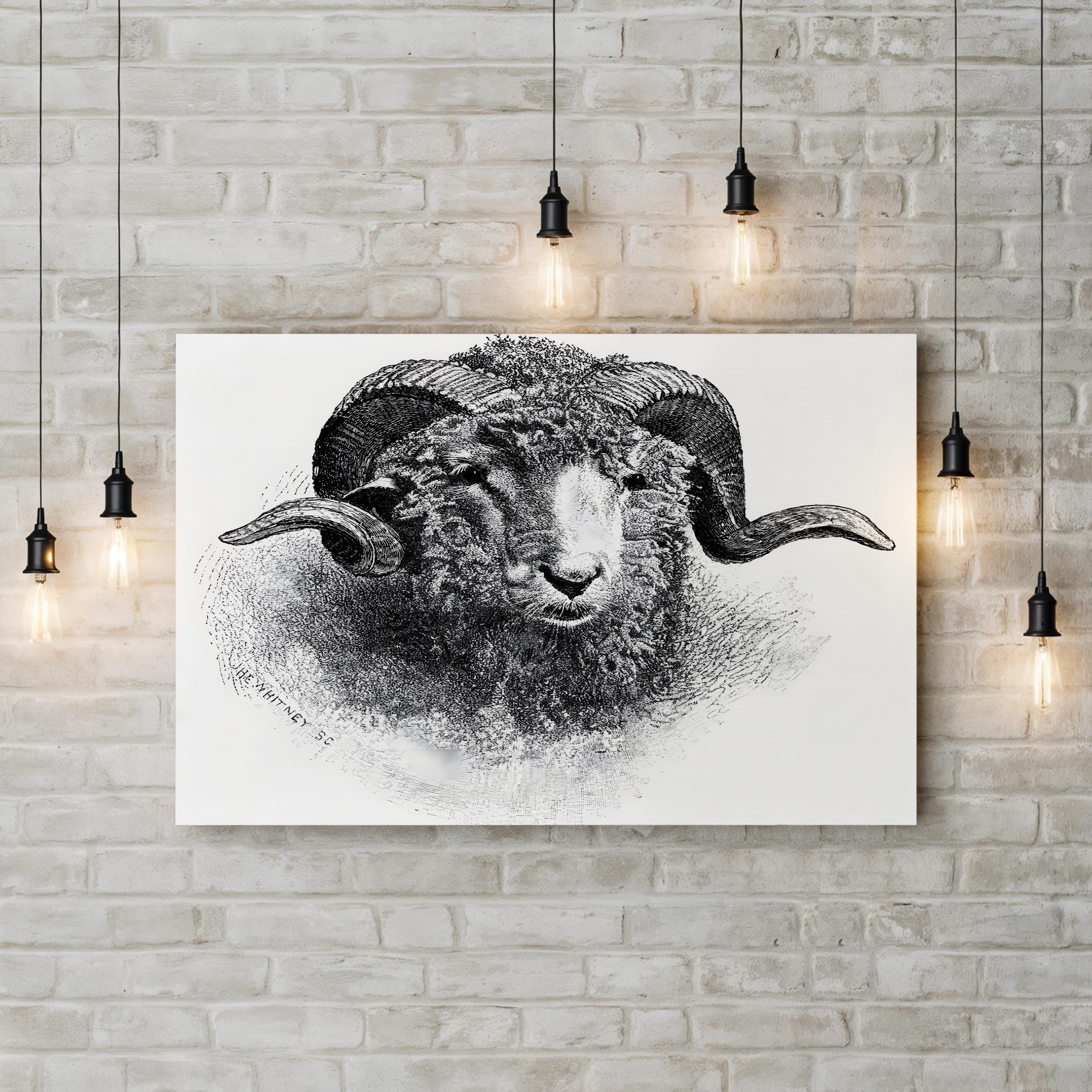 Head of a Merino Ram, 19th Century Wall Art | Vintage Black and White Animal Engraving Print
