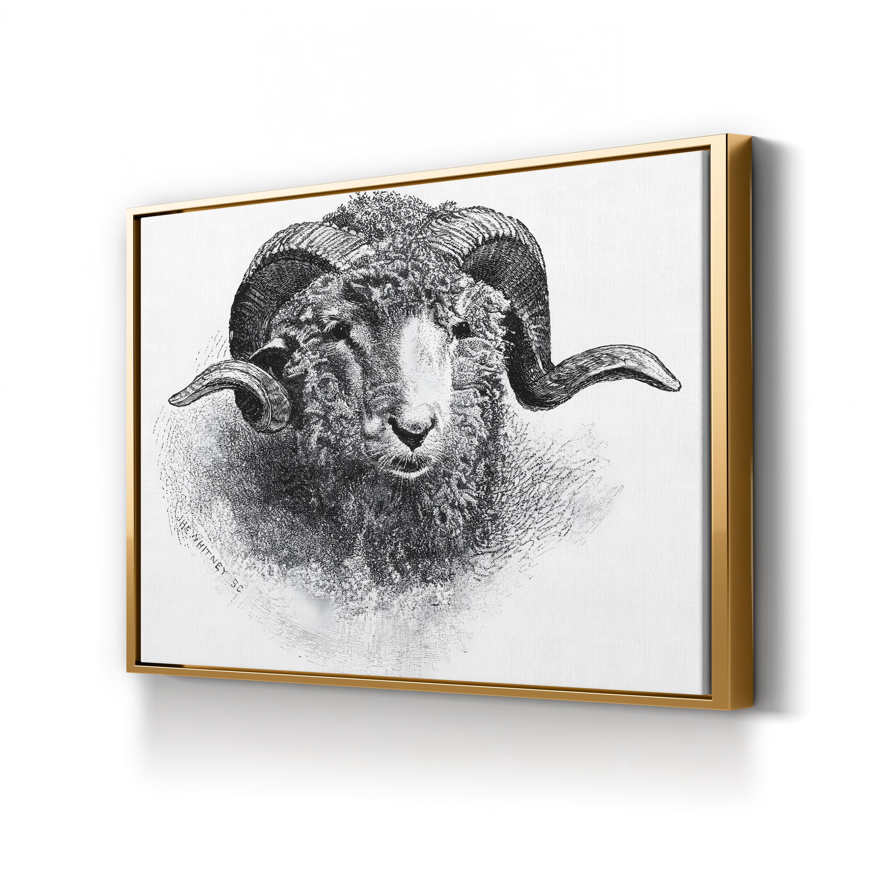 Head of a Merino Ram, 19th Century Wall Art | Vintage Black and White Animal Engraving Print