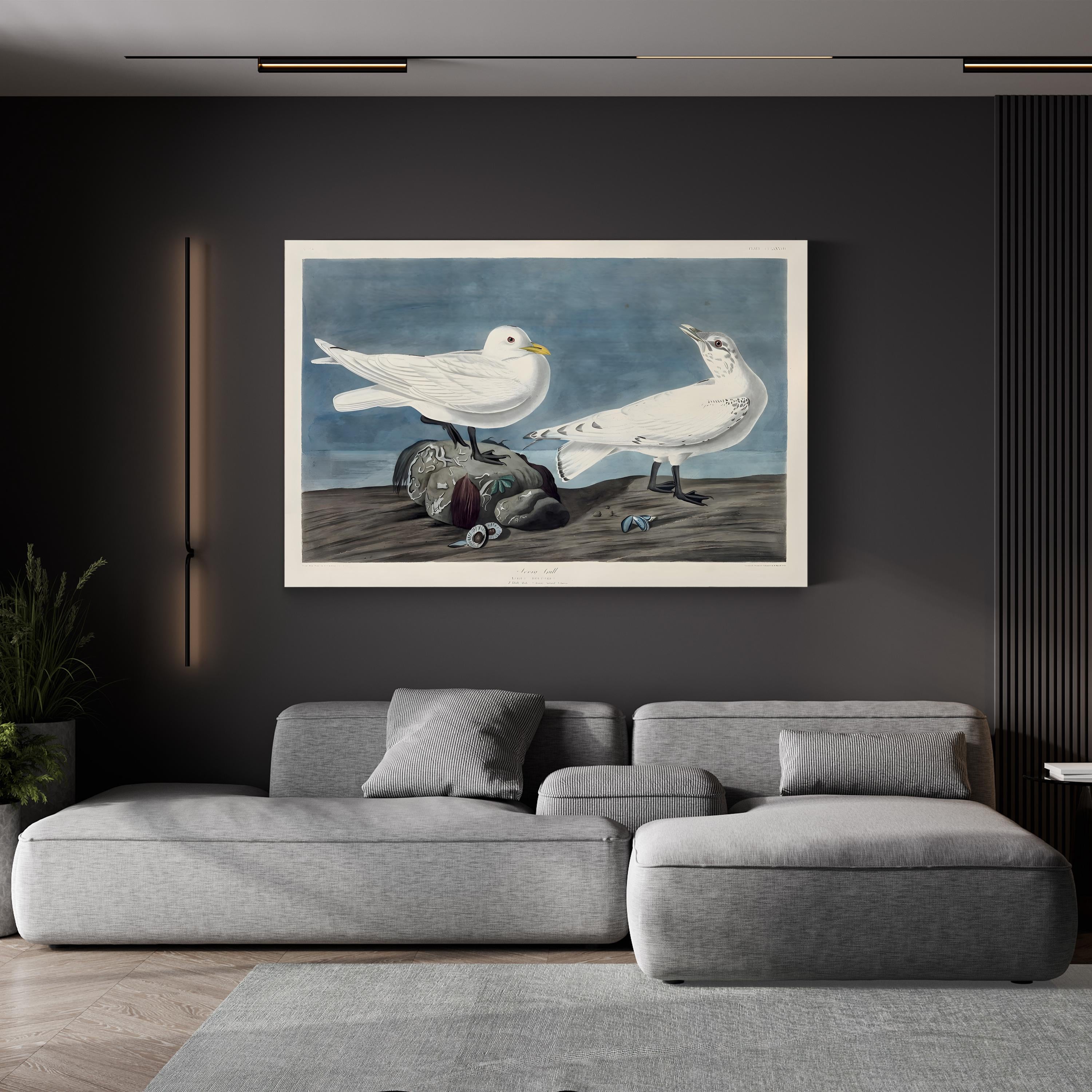 Ivory Gull – John James Audubon Wall Art | 19th-Century Bird Canvas Print