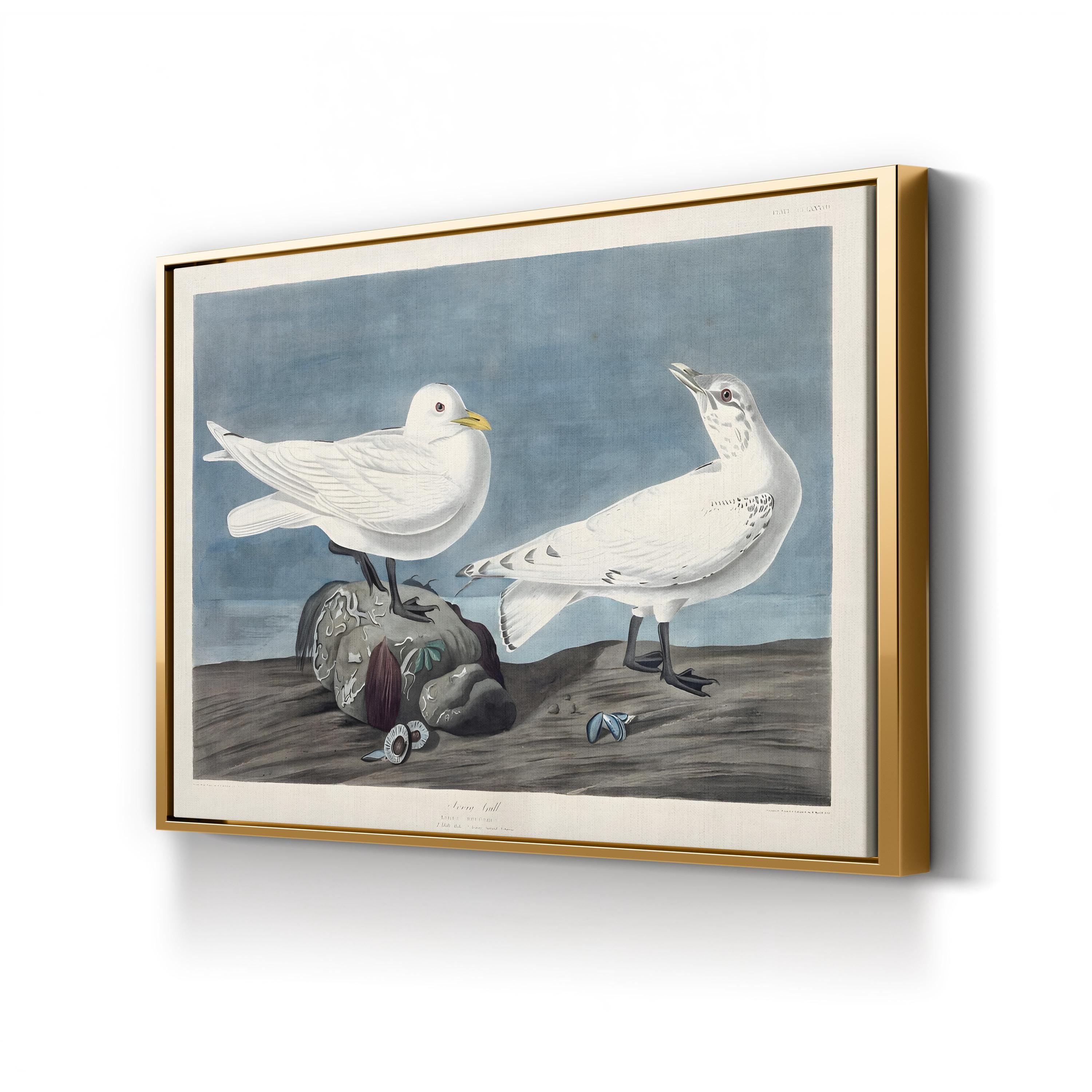 Ivory Gull – John James Audubon Wall Art | 19th-Century Bird Canvas Print