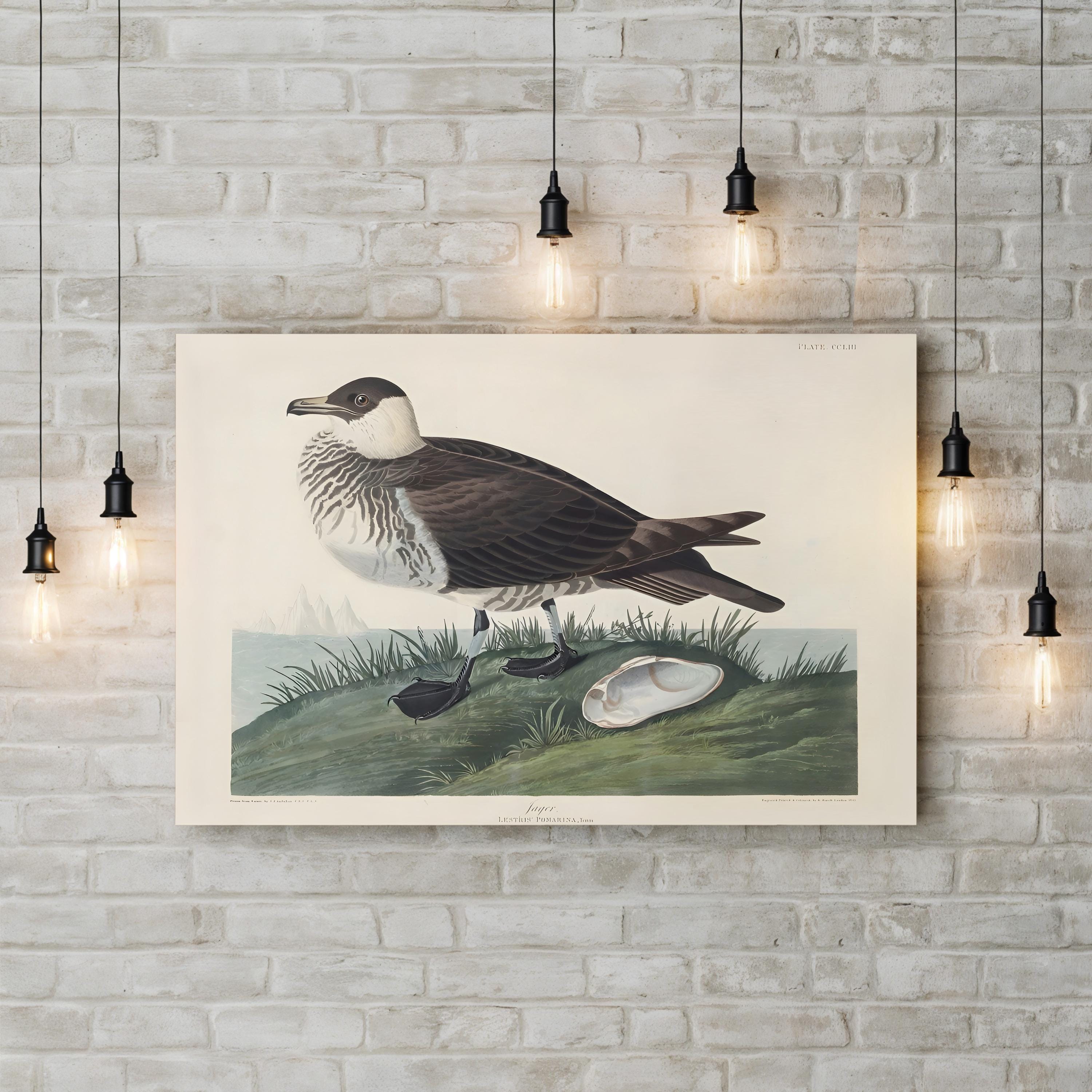 Jager Wall Art by John James Audubon – Vintage Natural History Bird Illustration Canvas