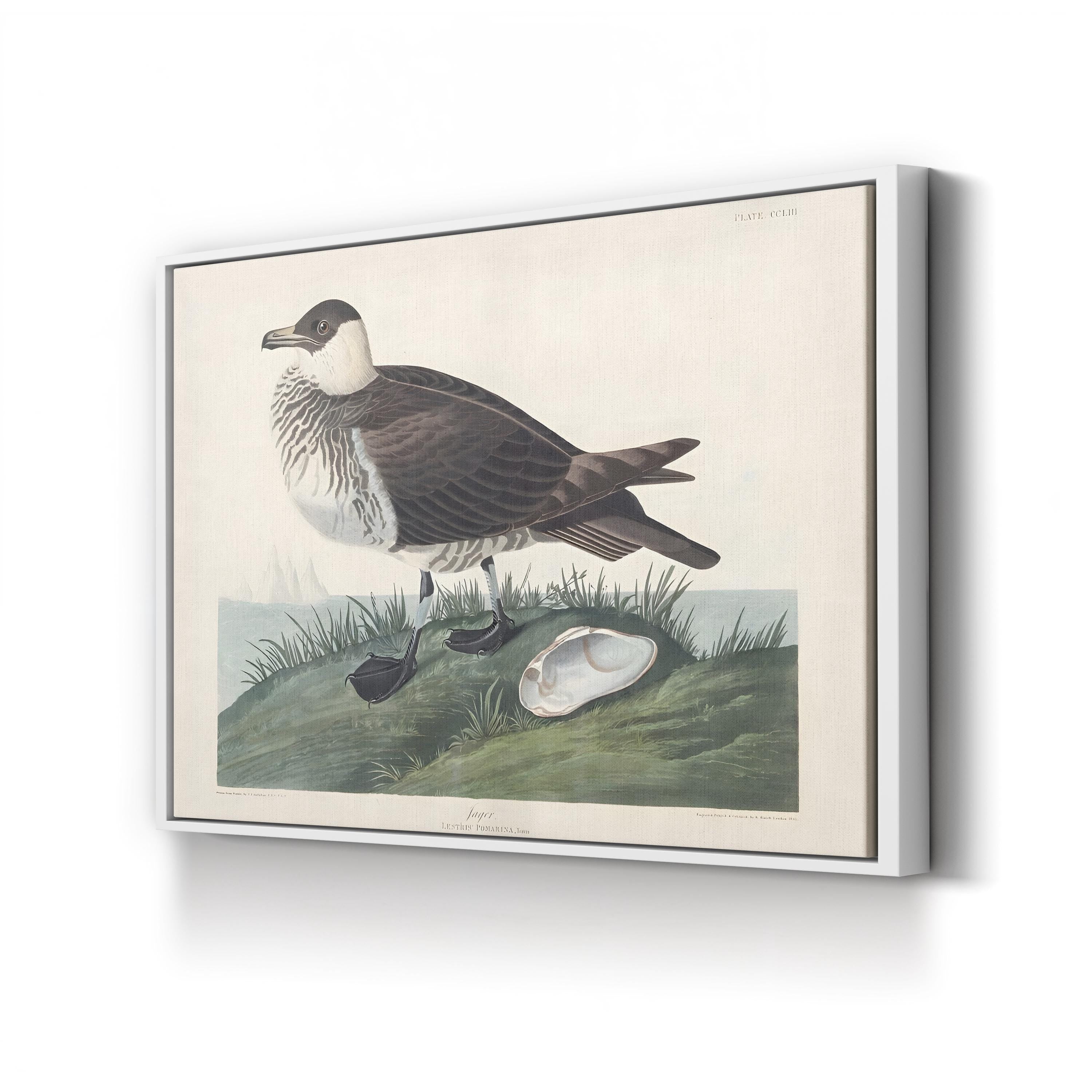 Pomarine Jager, by John James Audubon canvas print in white frame