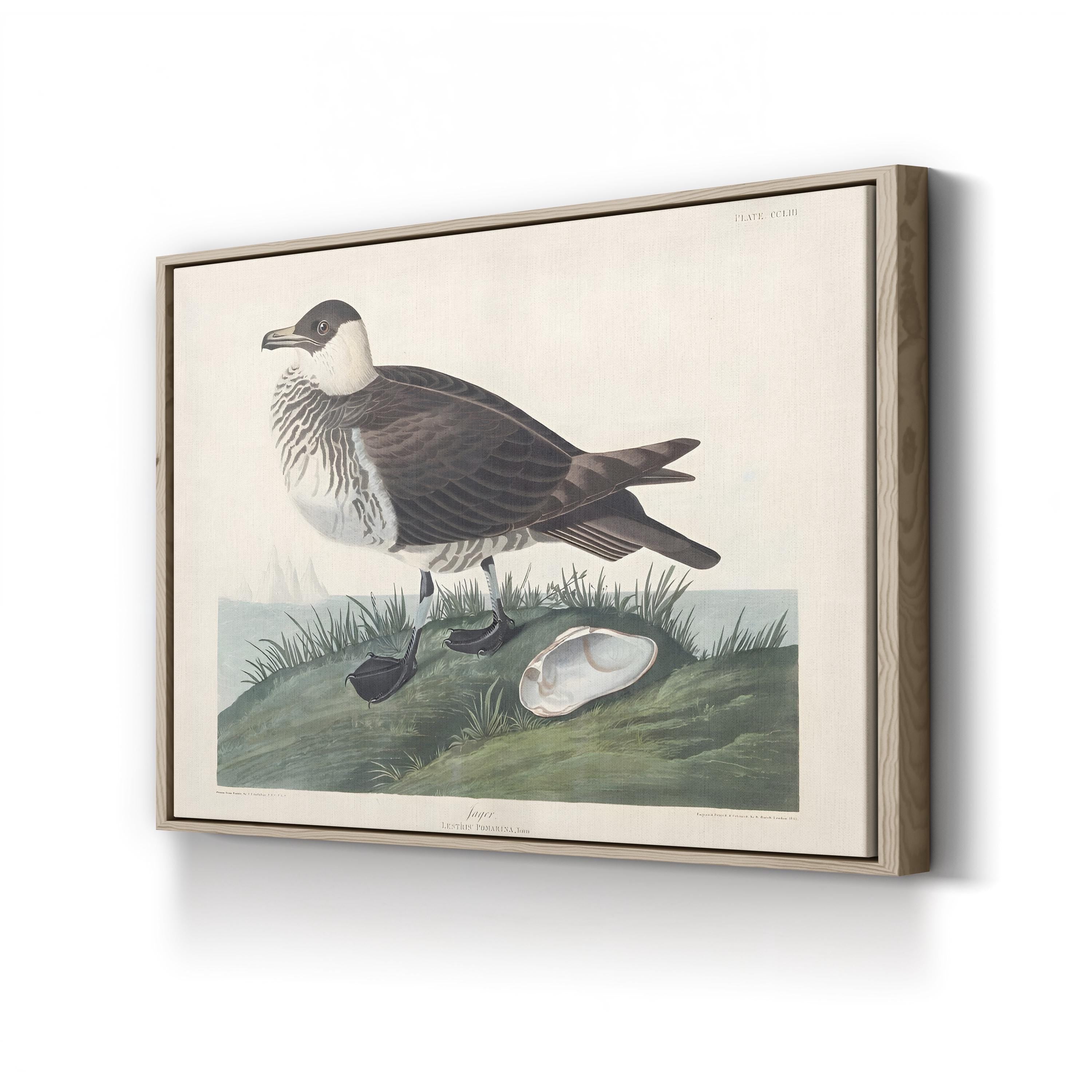 Pomarine Jager, by John James Audubon canvas print in natural frame