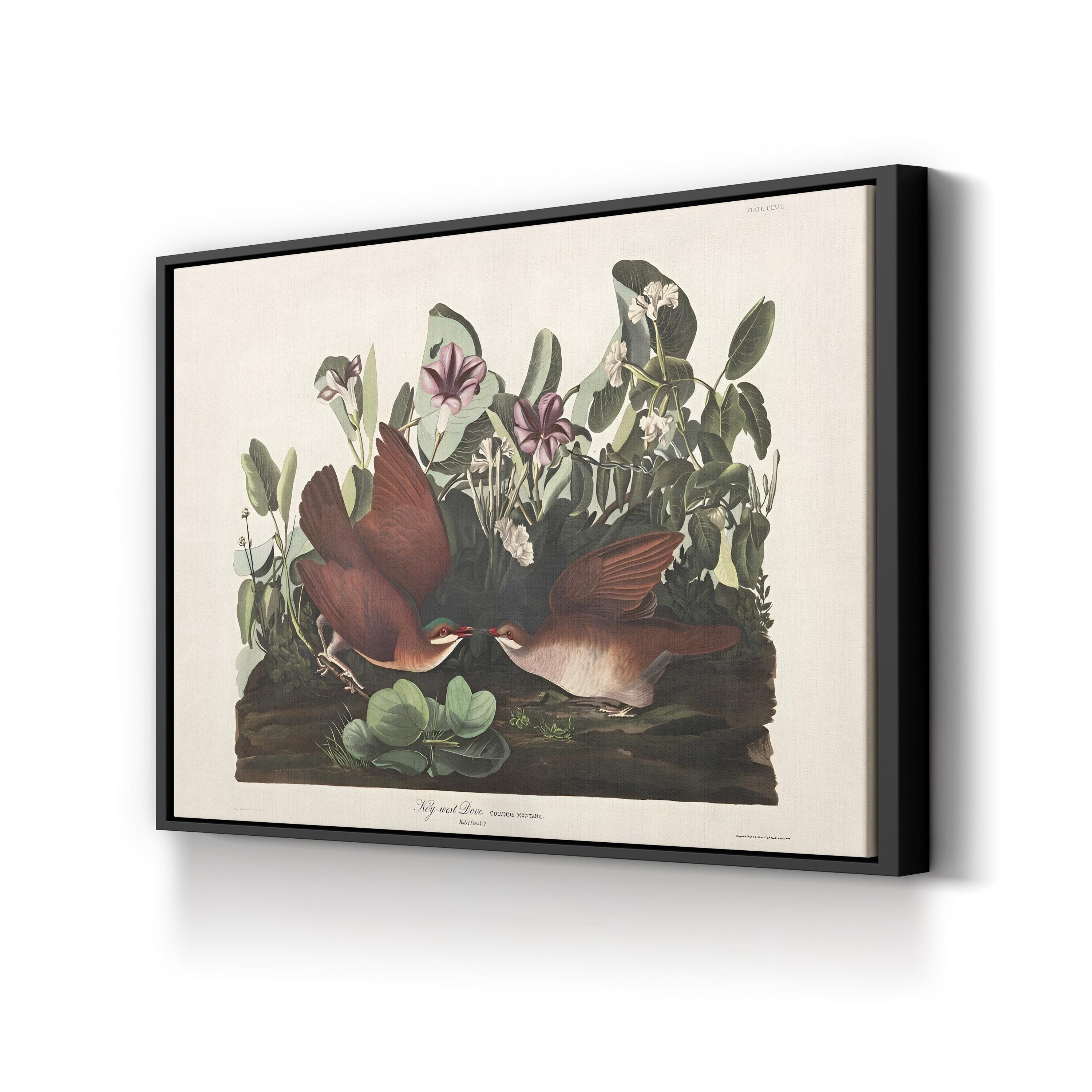 Key West Pigeon Wall Art by John James Audubon | Vintage American Bird Illustration Canvas