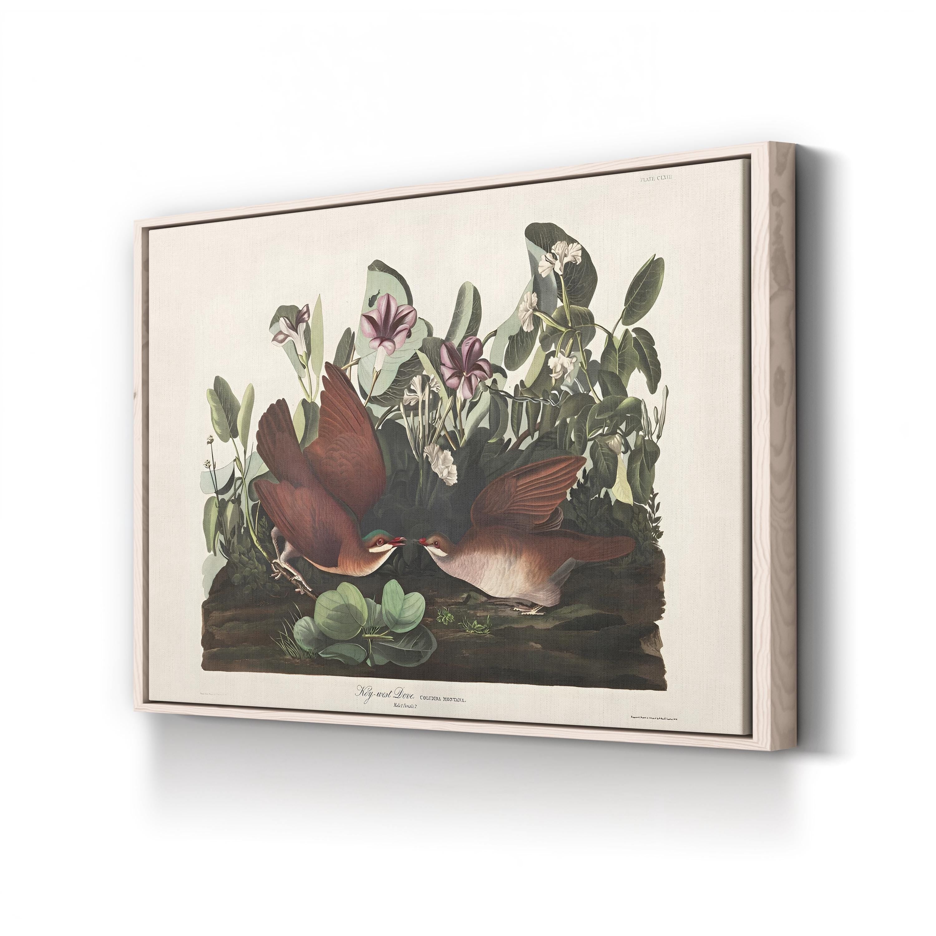 Key West Pigeon Wall Art by John James Audubon | Vintage American Bird Illustration Canvas