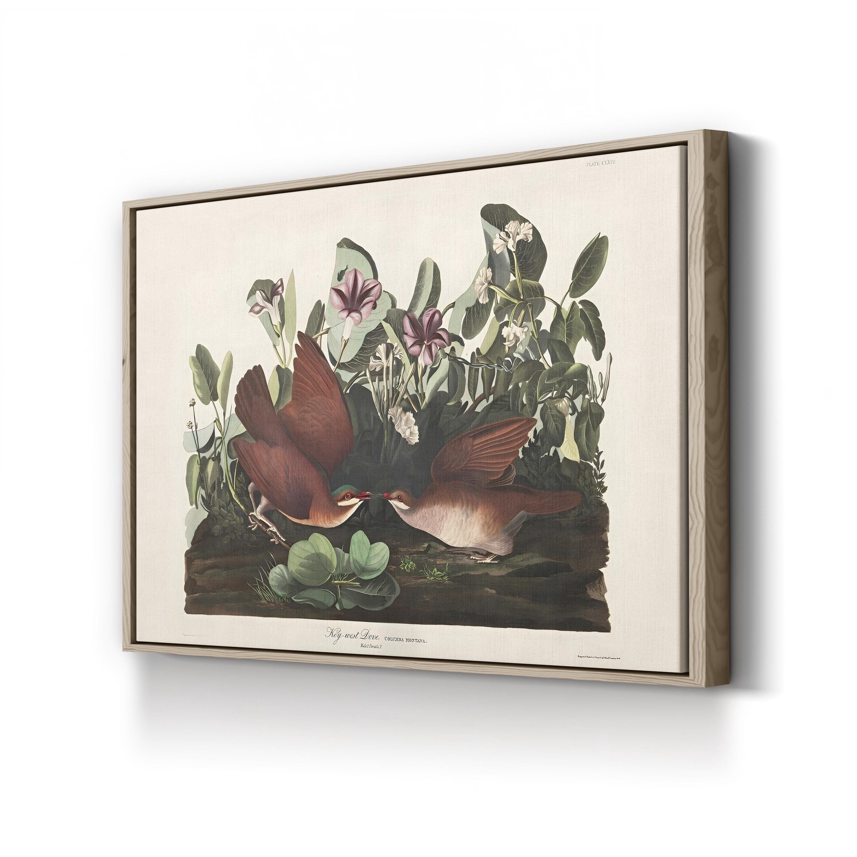 Key West Pigeon Wall Art by John James Audubon | Vintage American Bird Illustration Canvas