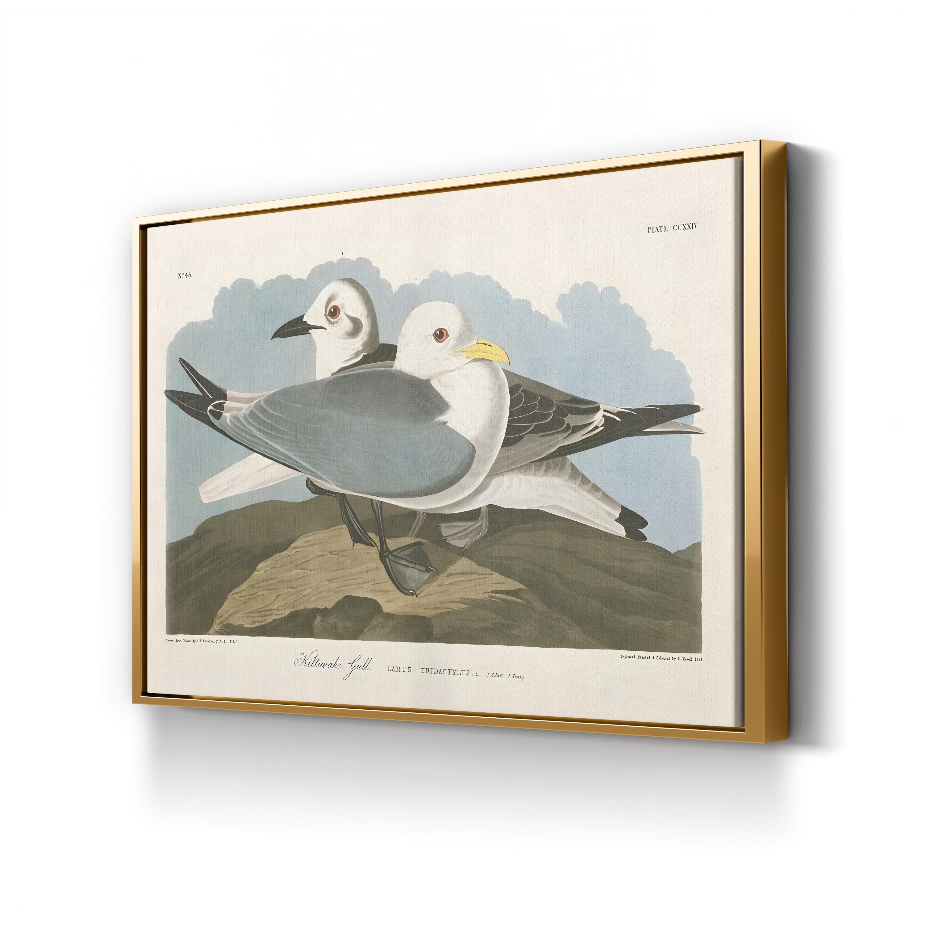 Kittiwake Gull Wall Art by John James Audubon | Vintage Seabird Natural History Illustration Canvas