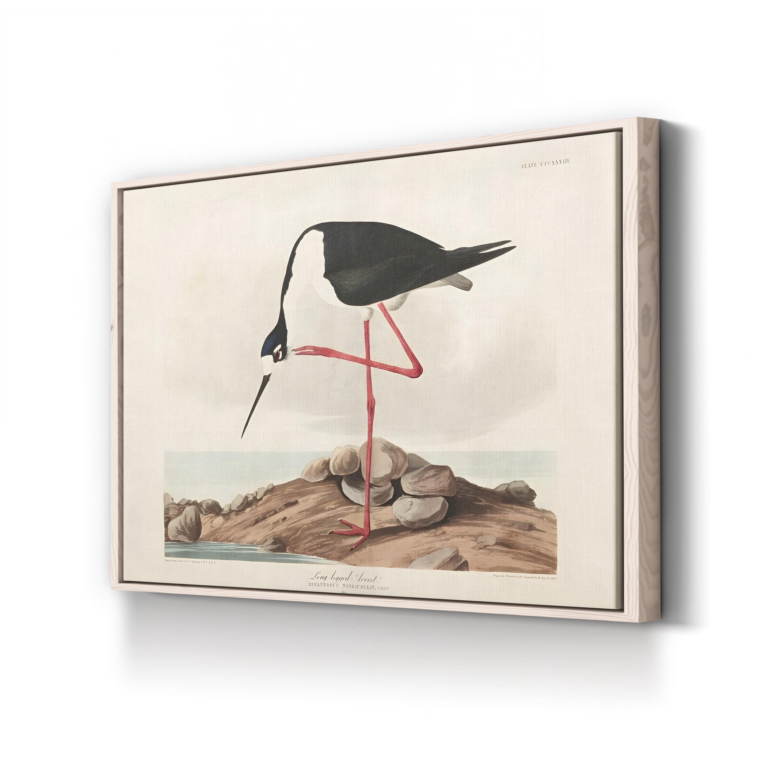 Framed artwork of a long-legged avocet bird on a rock with a white background