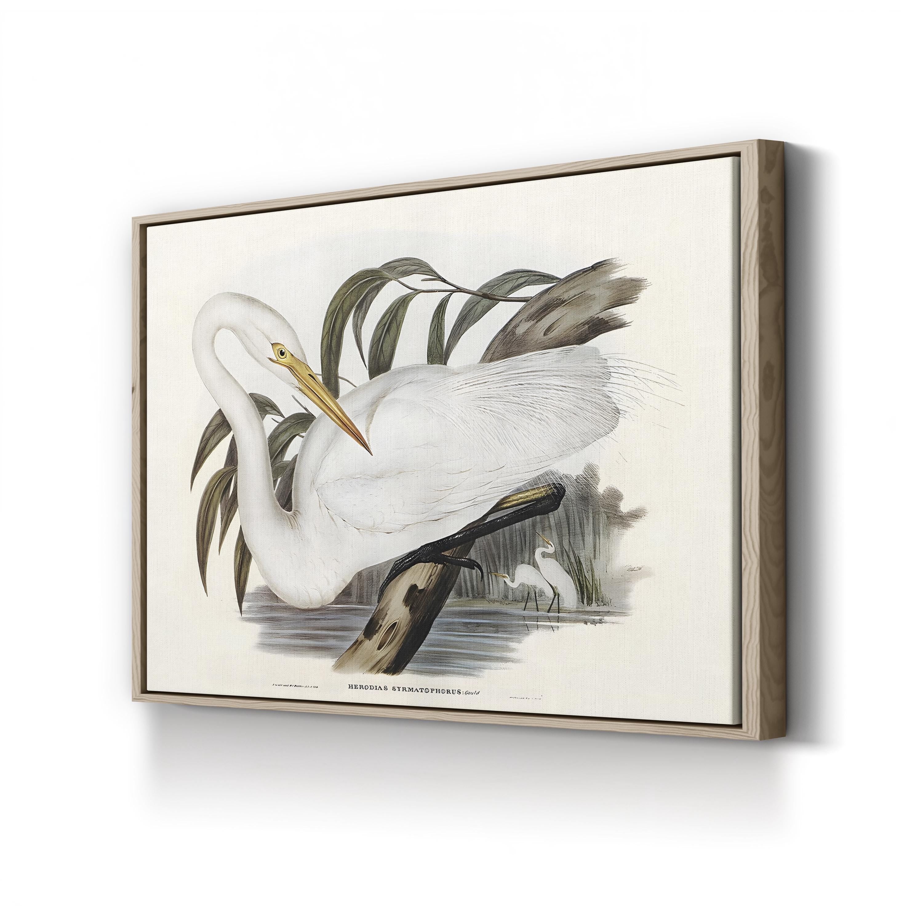 Australian Egret by John Gould canvas print in Oak Framed Canvas