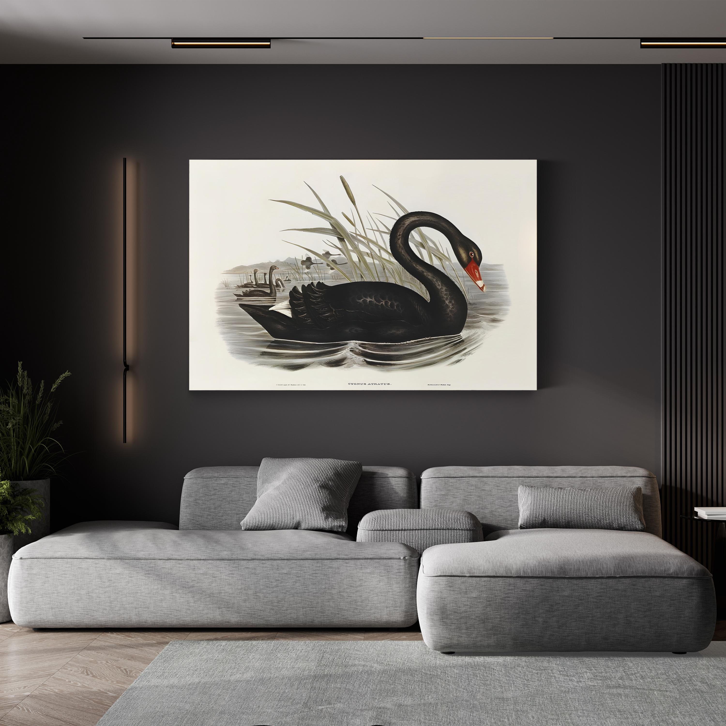 Black Swan, by John Gould and H.C. Richter canvas print in black frame displayed in a modern dark living room