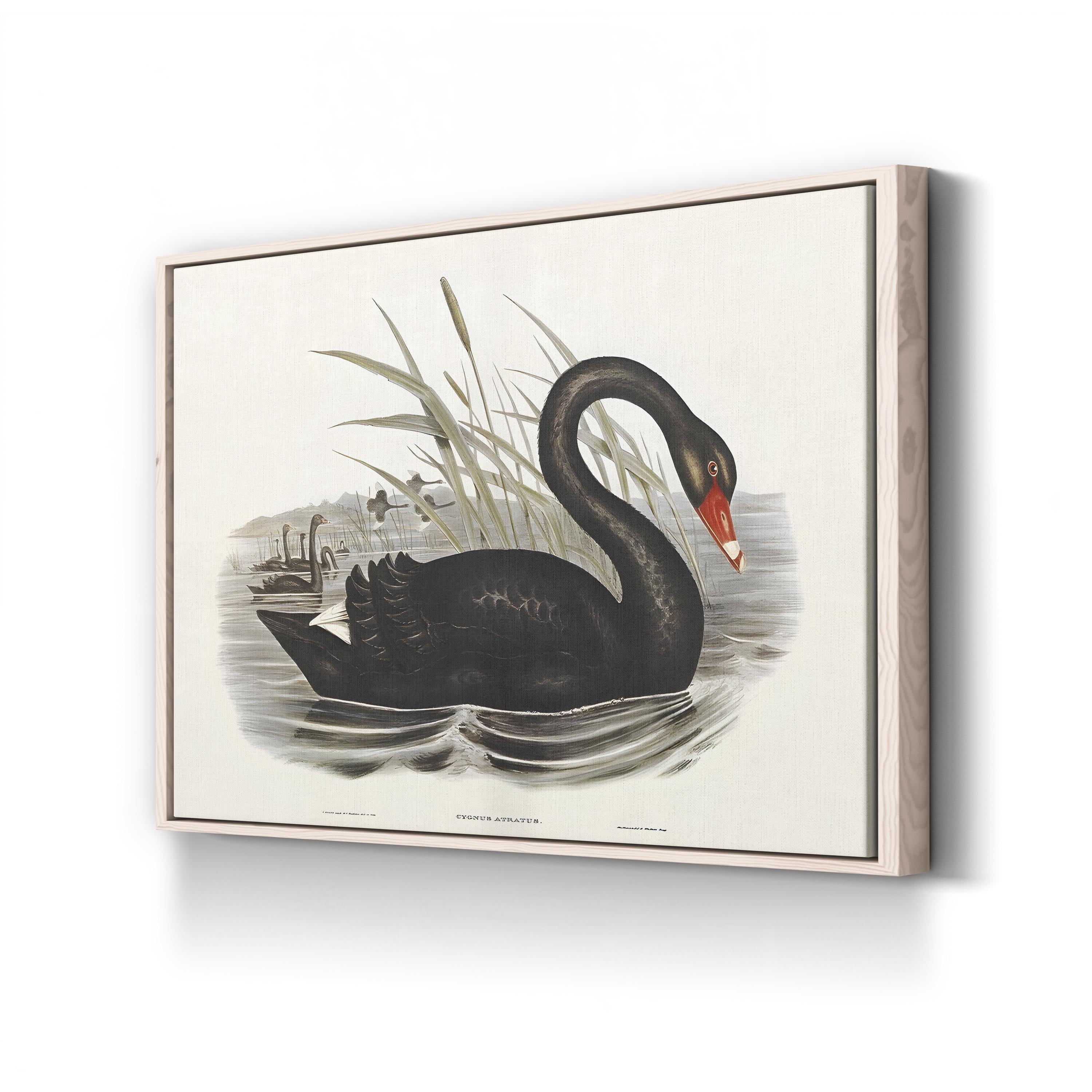 Black Swan, by John Gould and H.C. Richter canvas print in natural frame