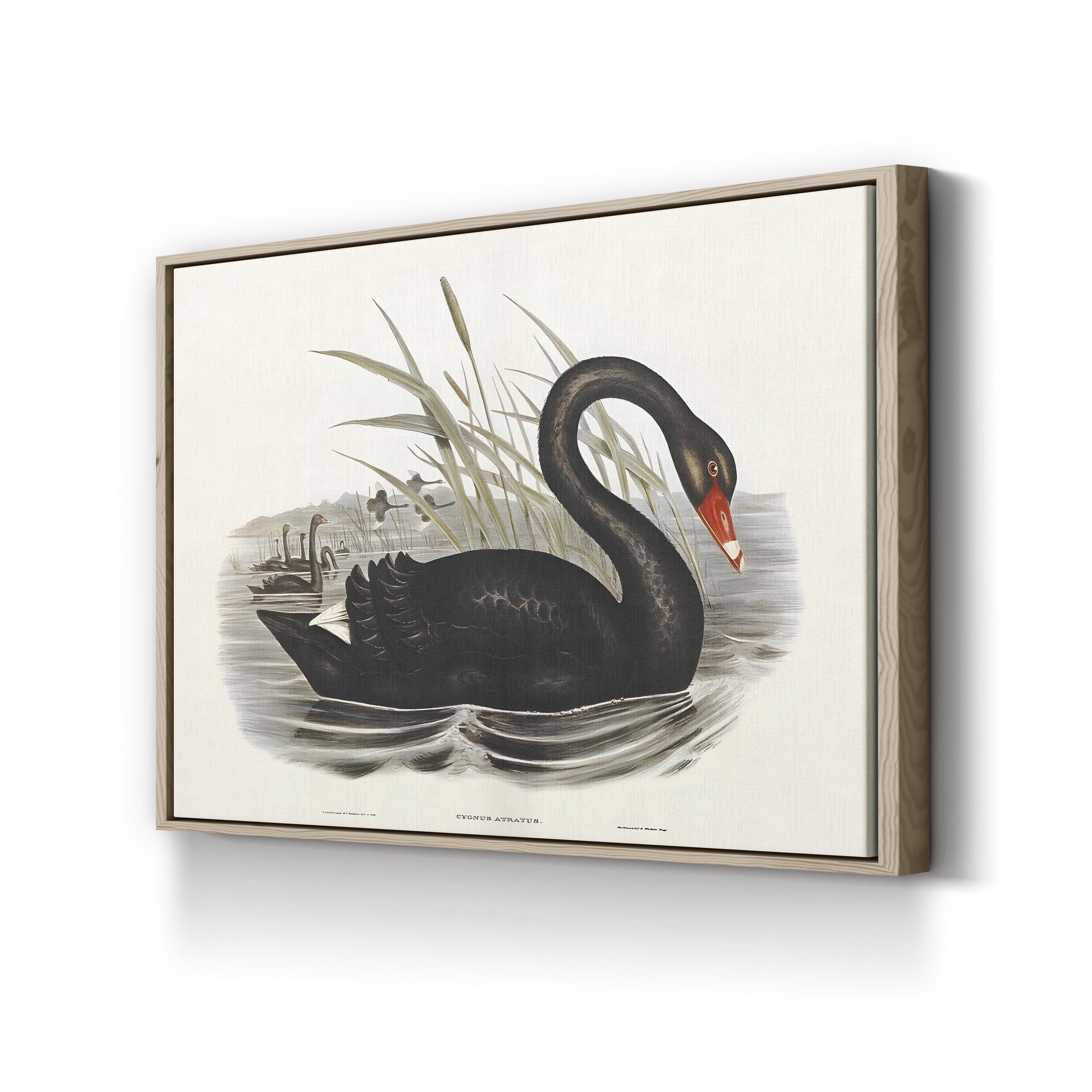 Black Swan, by John Gould and H.C. Richter canvas print in oak frame