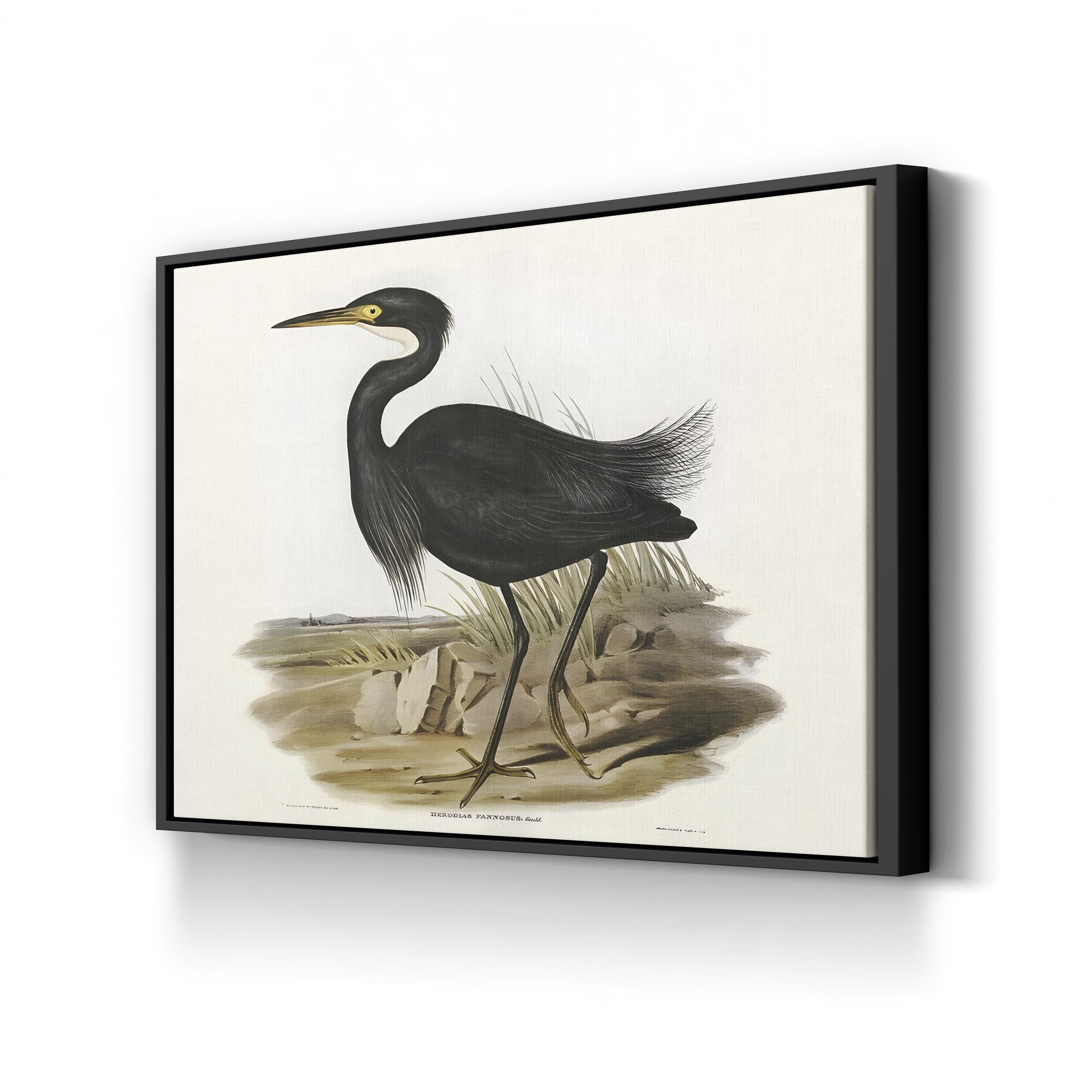 Majestic Waterbird IV Wall Art by Elizabeth Gould – Vintage Ornithological Bird Canvas Print