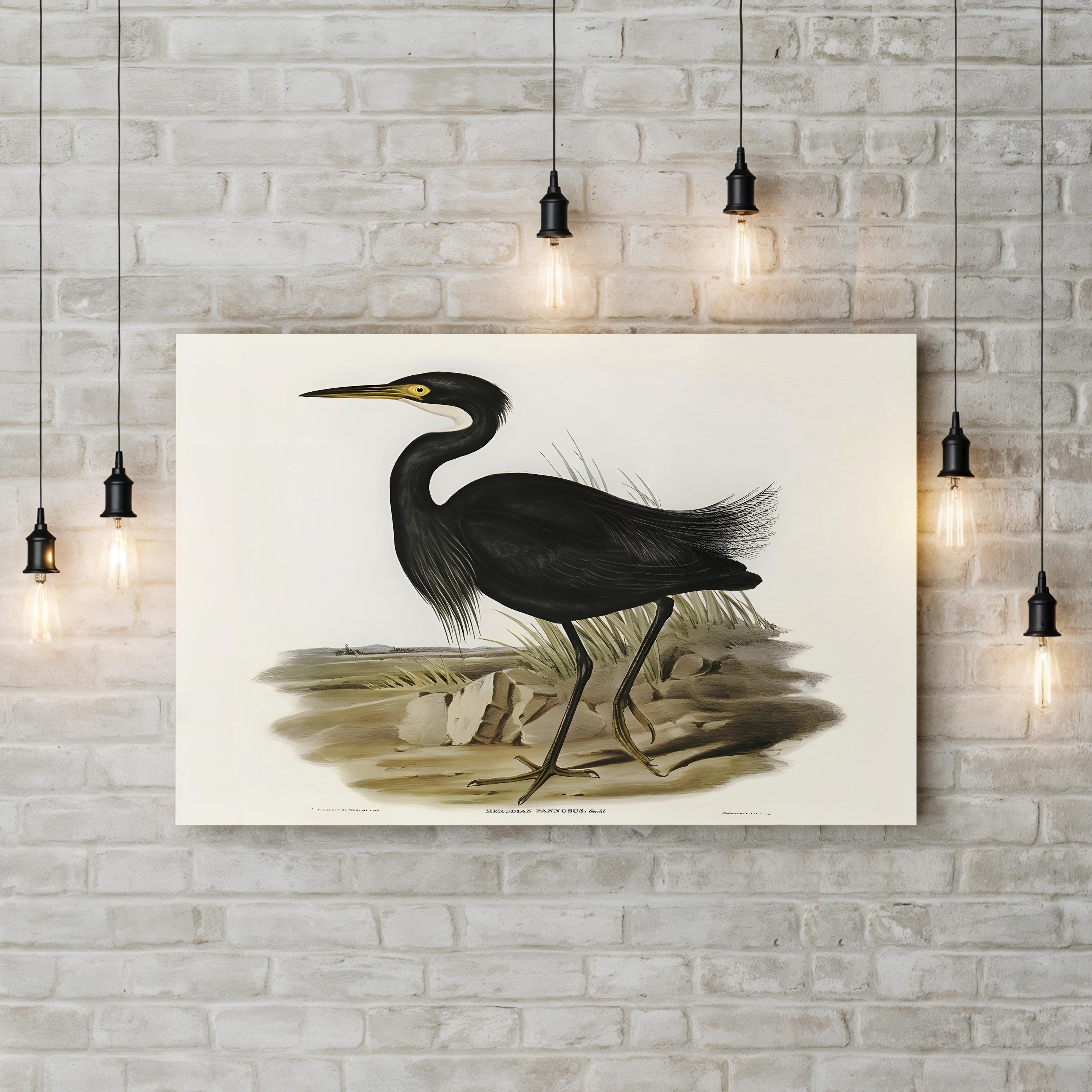 Majestic Waterbird IV Wall Art by Elizabeth Gould – Vintage Ornithological Bird Canvas Print